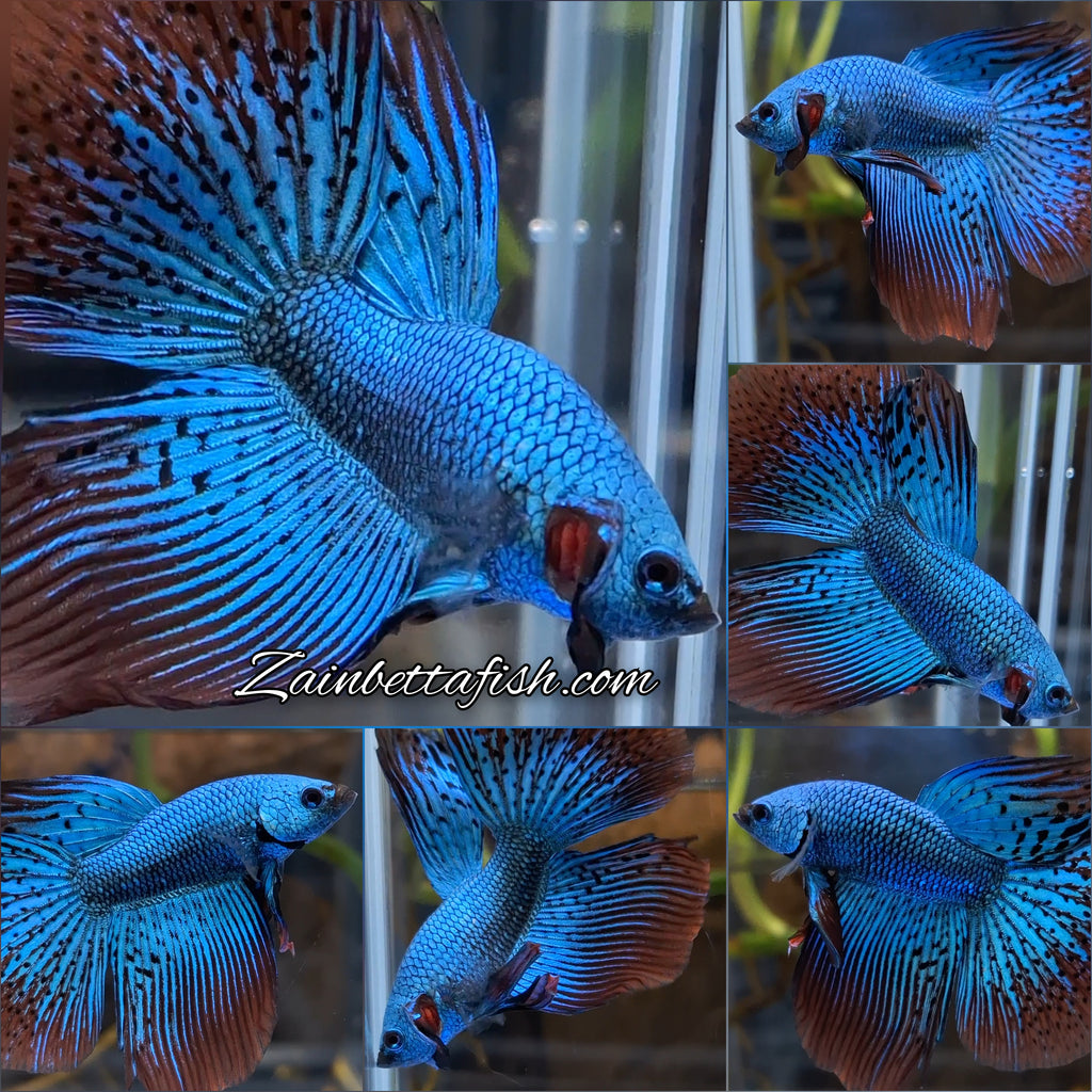 Premium Halfmoon Rare Alien Green Wild Betta Fish Male