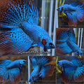 Premium Halfmoon Rare Alien Green Wild Betta Fish Male