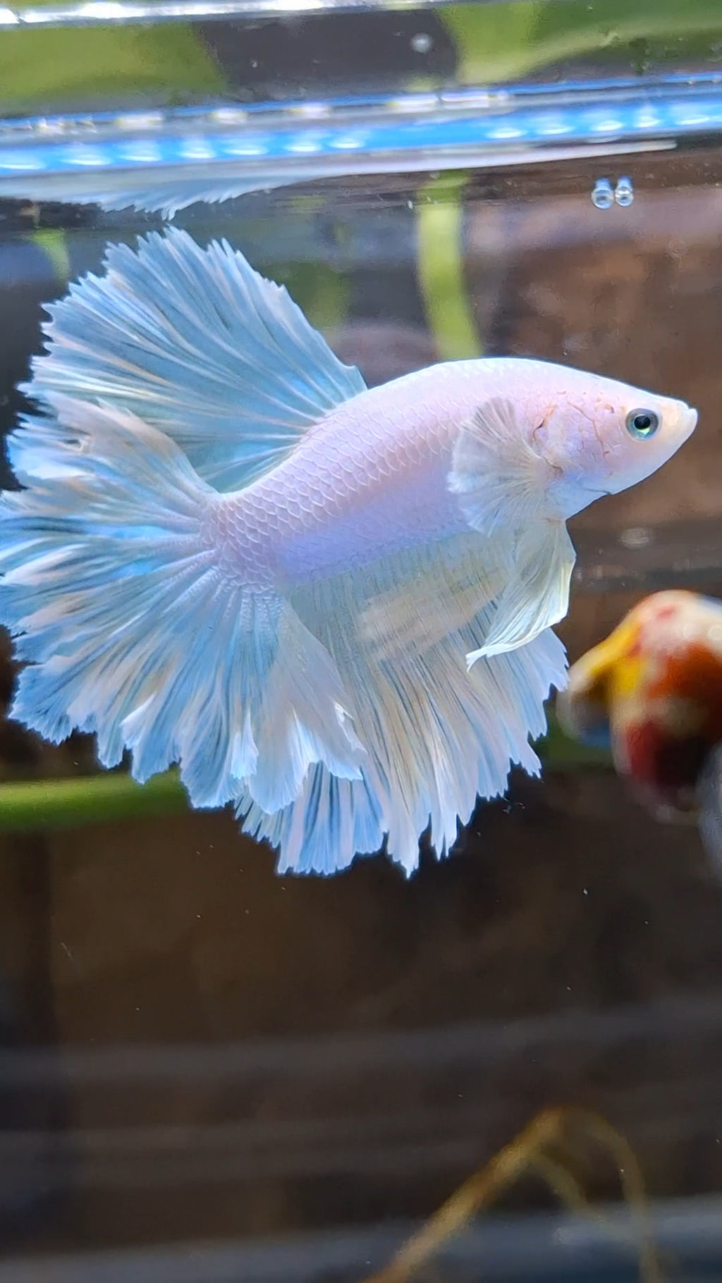 Halfmoon Feathertail Unicorn Betta Fish Male