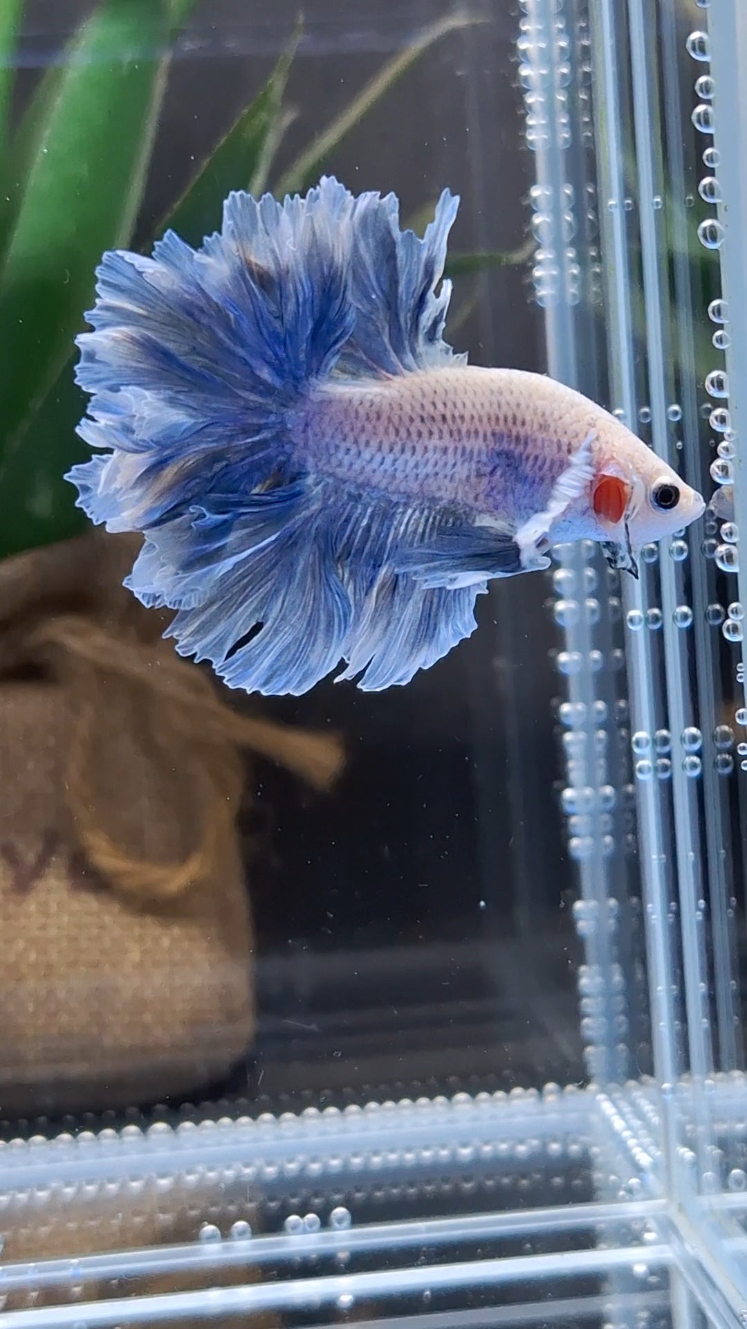 Halfmoon King Feathertail Grizzle Betta Fish Male