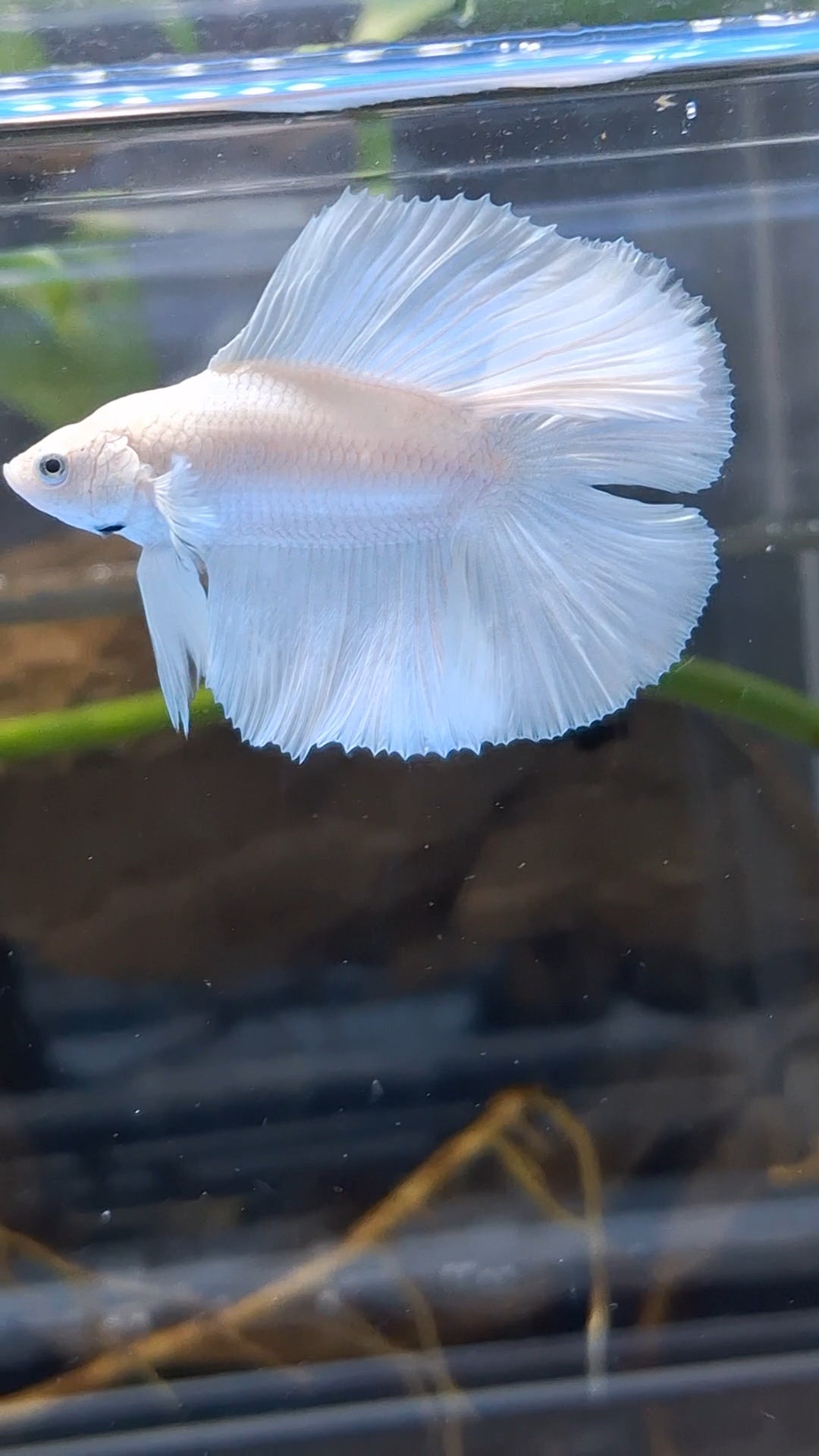 Halfmoon Double Tail White Platinum Betta Fish Male
