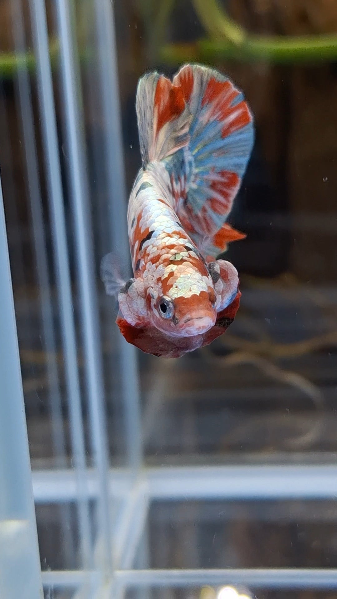 Red Koi Copper Gold Iron Man Plakat HMPK Betta Fish Male