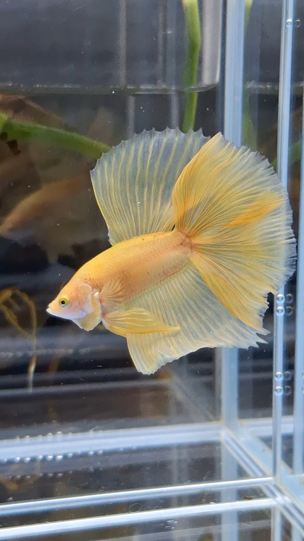 Halfmoon Double Tail Yellow Banana Betta Fish Male