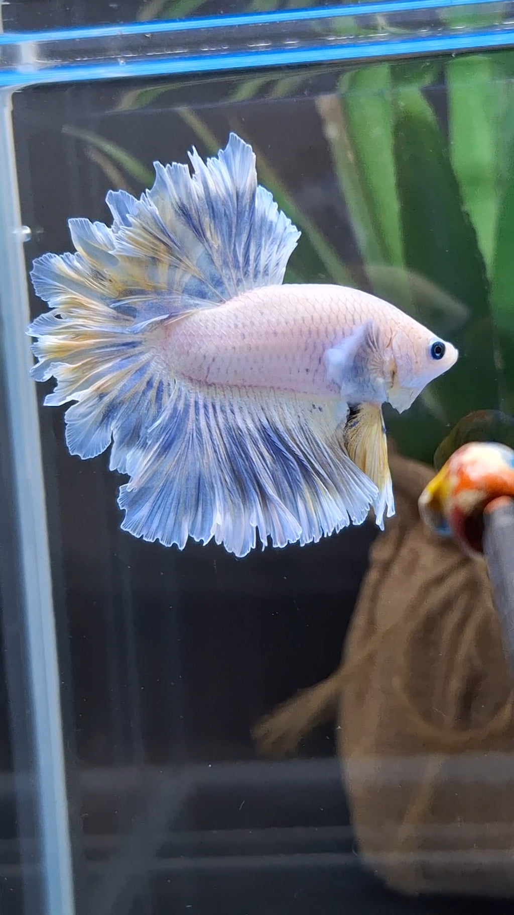 Feathertail Halfmoon Soft Grizzle Yellow Wash Rare Betta Fish Male
