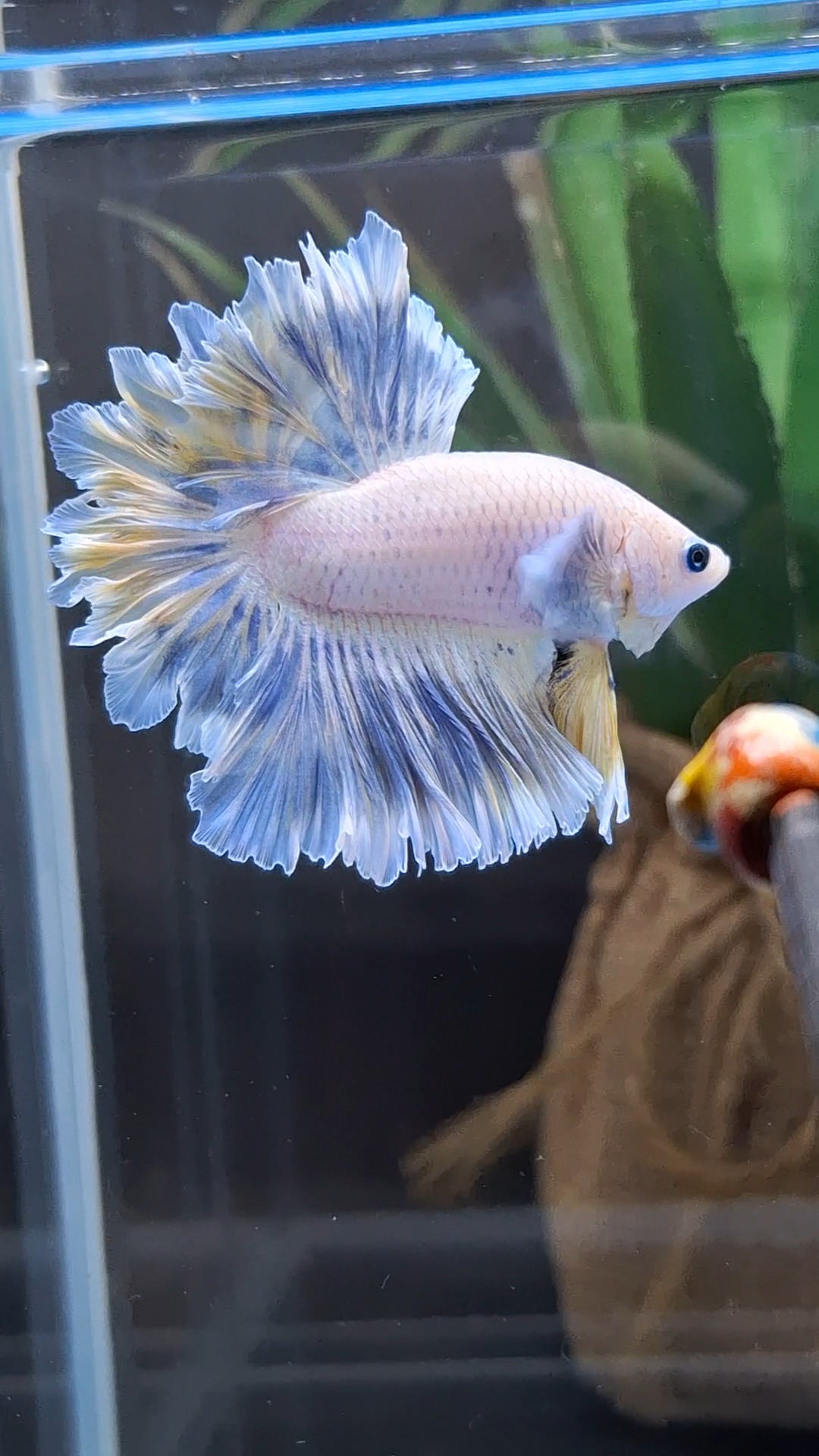 Feathertail Halfmoon Soft Grizzle Yellow Wash Rare Betta Fish Male