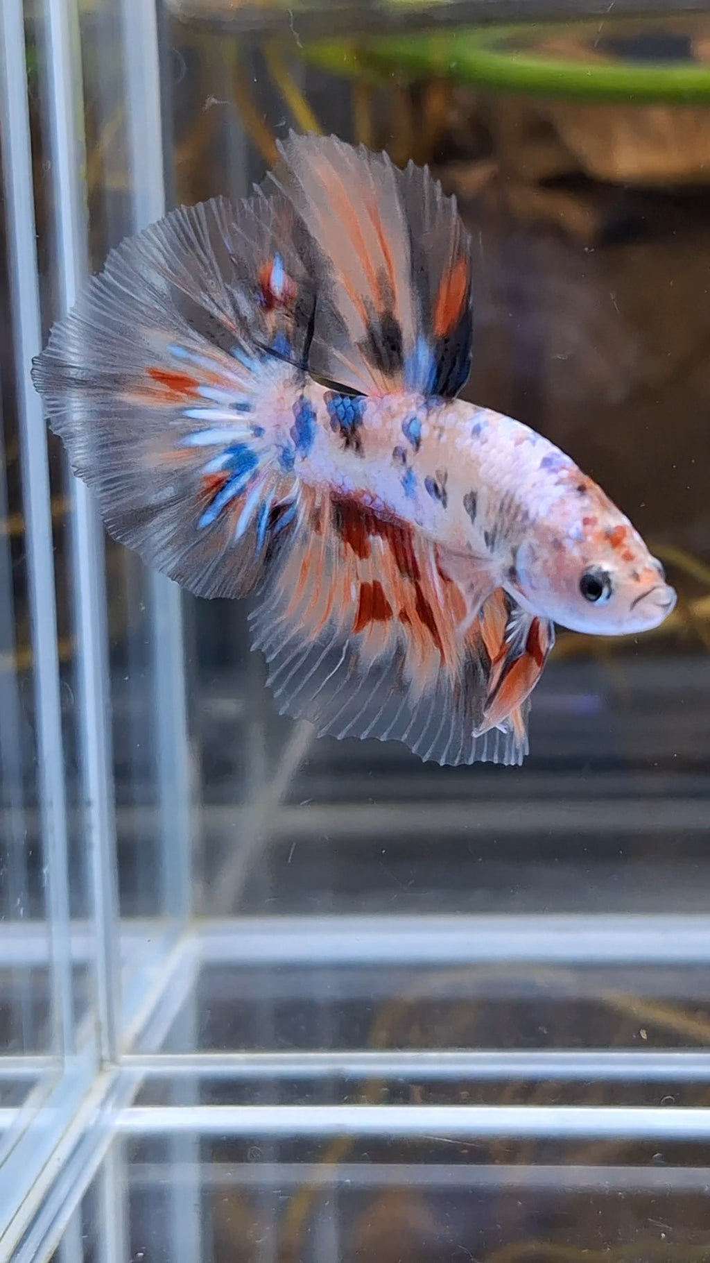 Halfmoon Candy Koi Multicolor Betta Fish Male