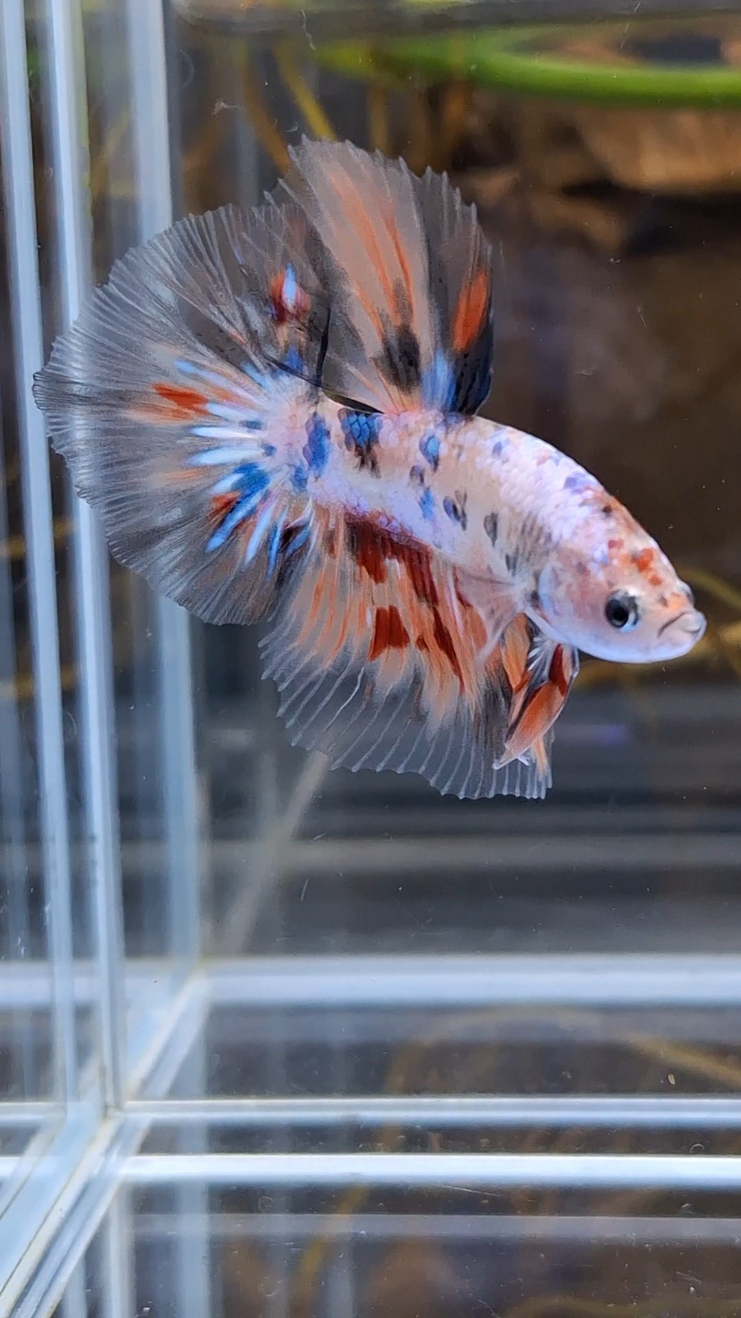 Halfmoon Candy Koi Multicolor Betta Fish Male