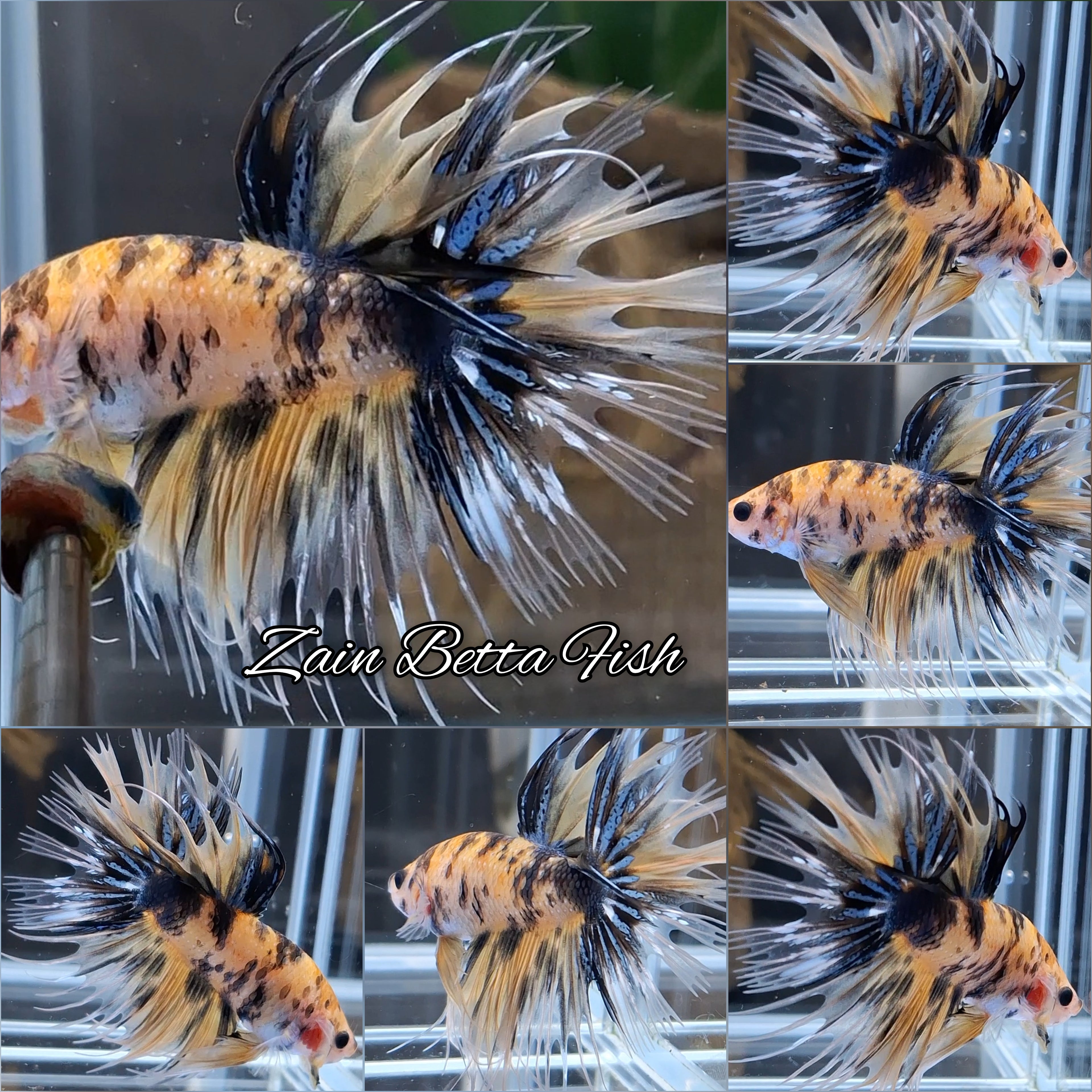 Crowntail Yellow Marsupilami Betta Fish Male