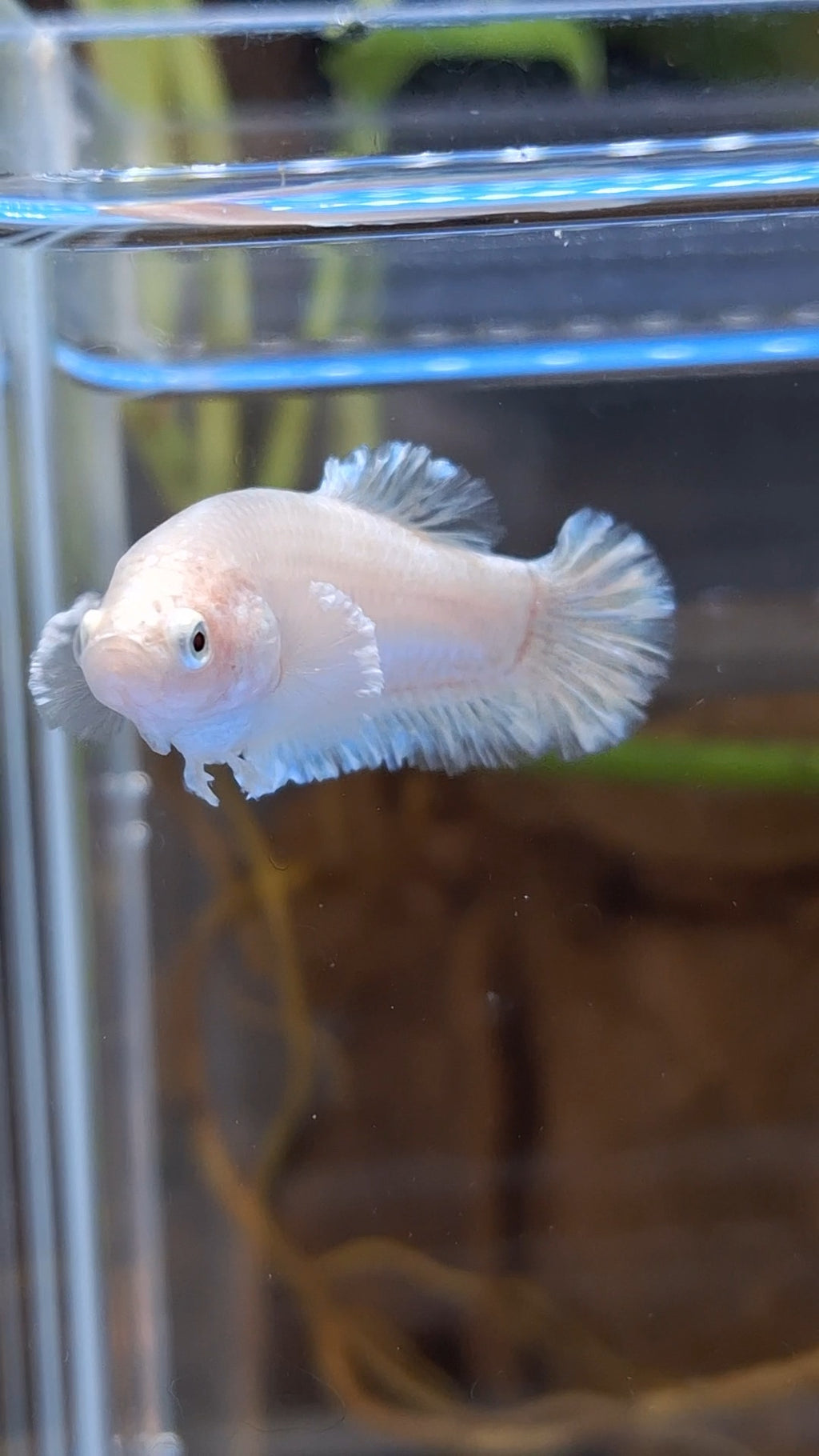 King Feathertail Unicorn Female Betta Fish For Sorority / Breed