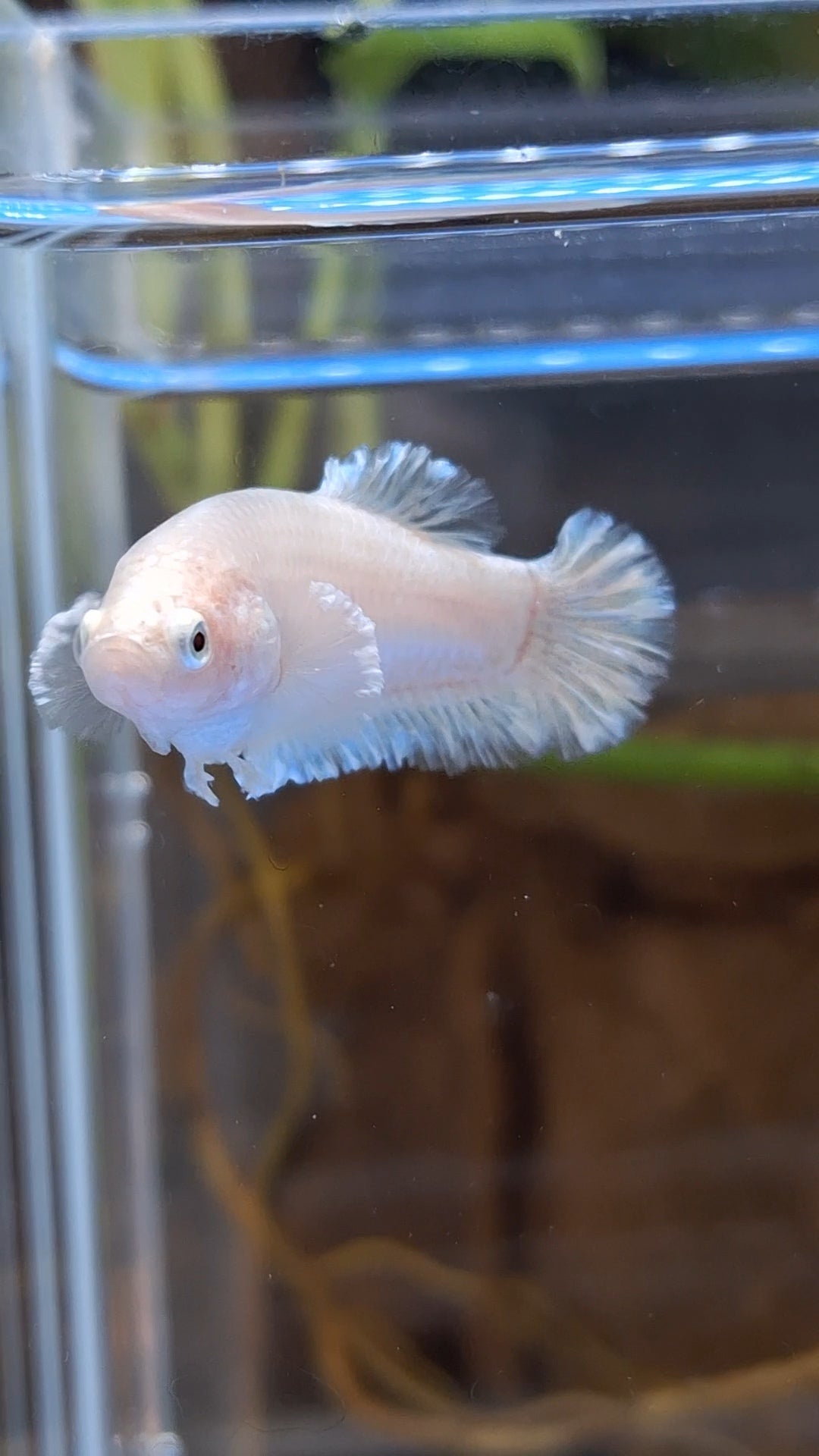 King Feathertail Unicorn Female Betta Fish For Sorority / Breed