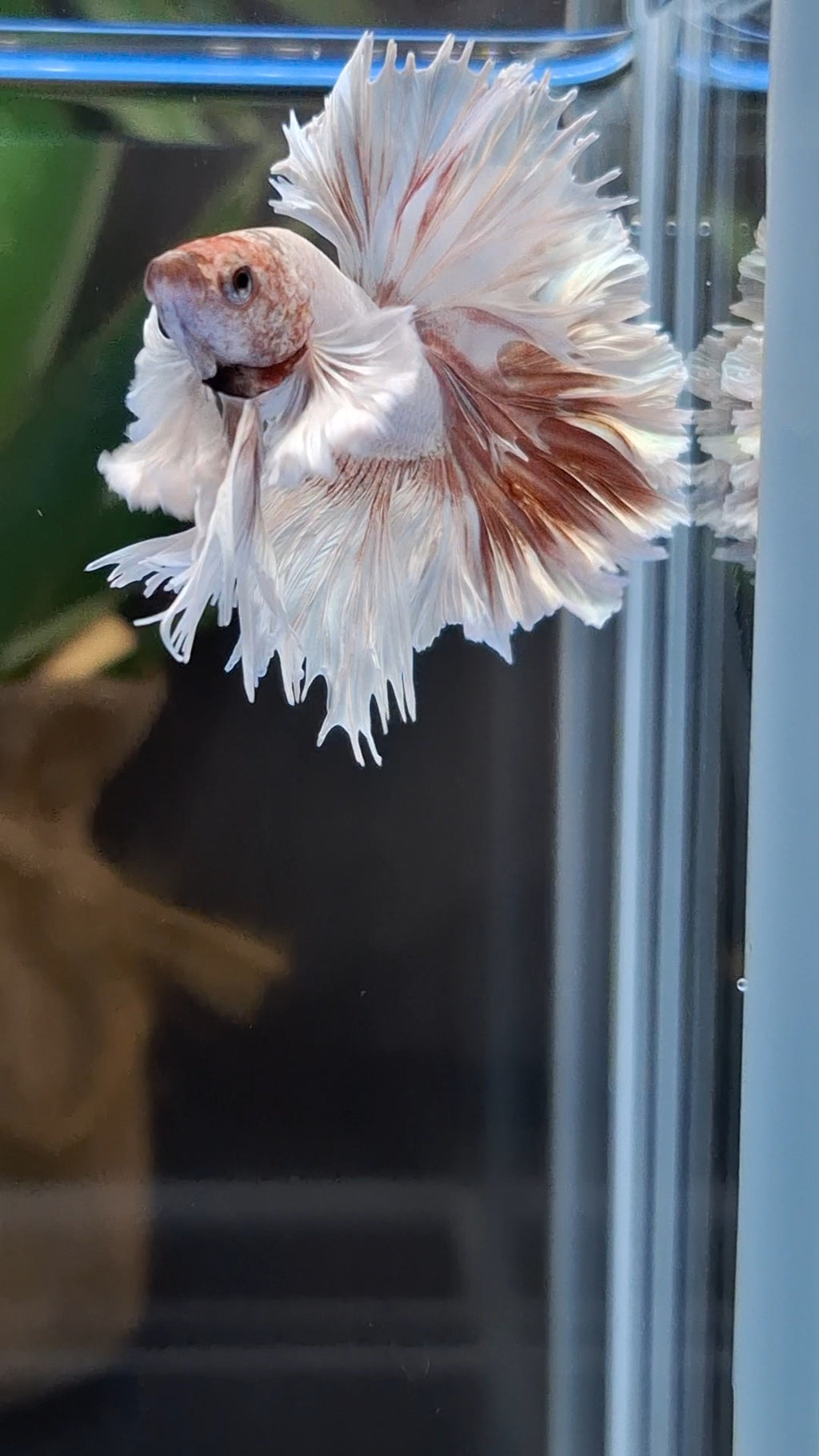 Halfmoon King Feathertail Dumbo Ear Dragon Rose Gold Rare Betta Fish Male