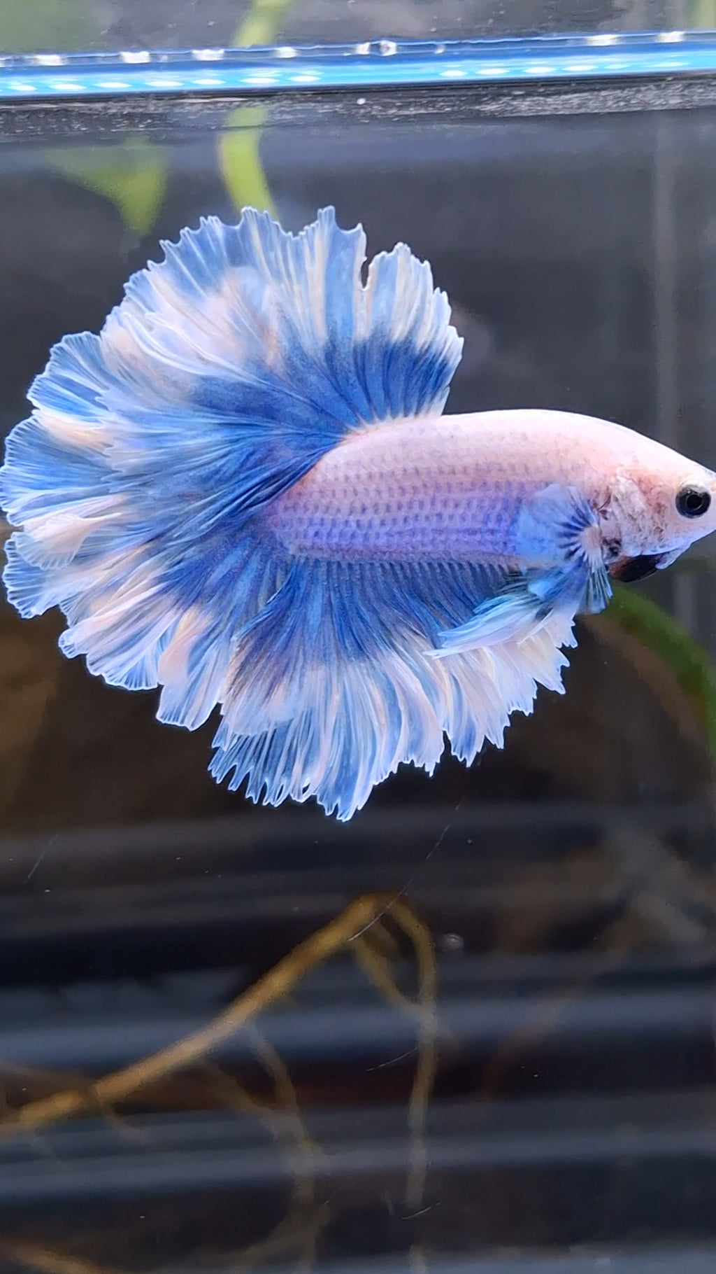 King Feathertail Halfmoon Grizzle Butterfly Premium Rare Betta Fish Male