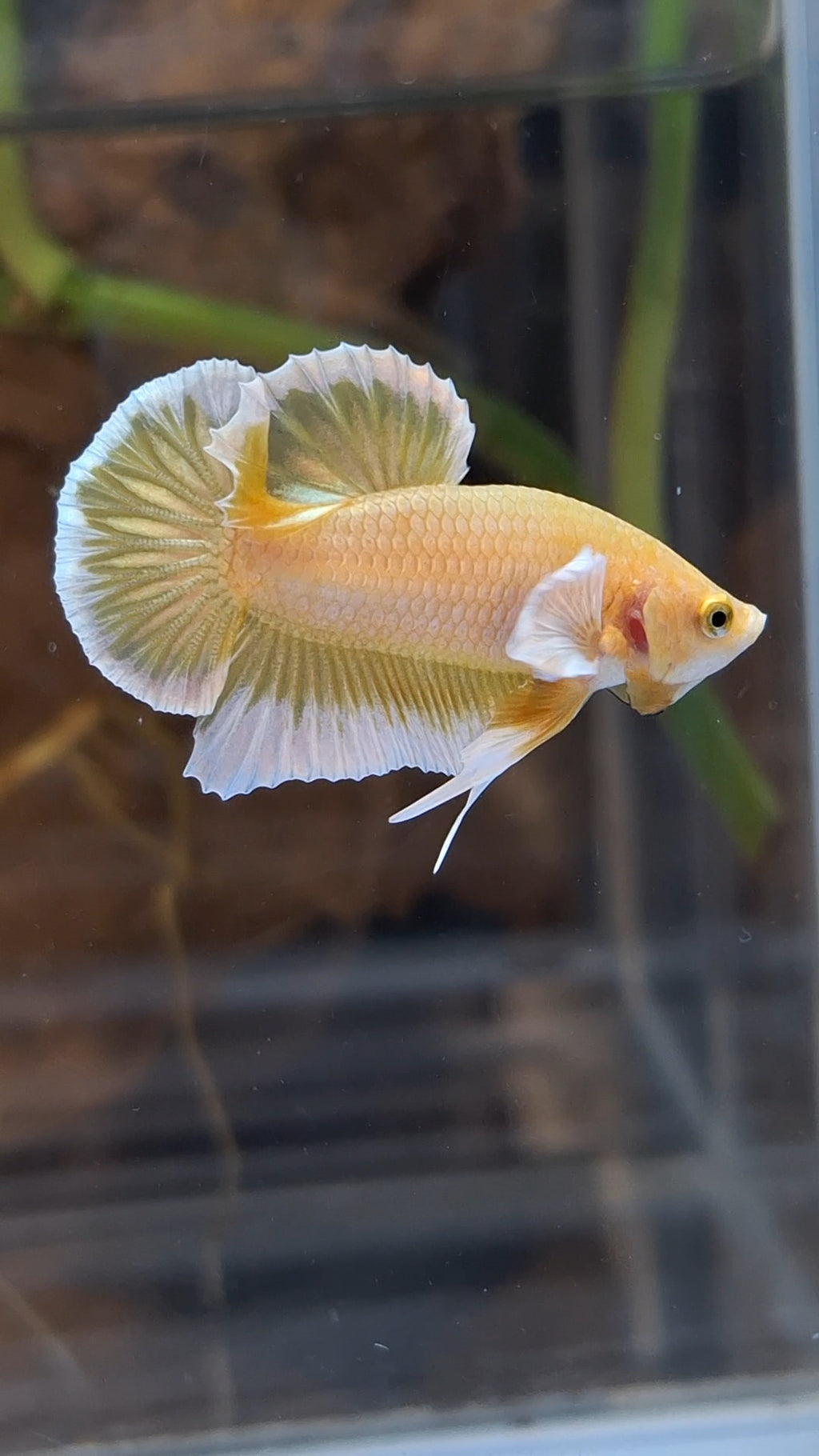 Gold Big Ear Butterfly Plakat Betta Fish Male