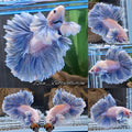 Dumbo Rose Ear Halfmoon King Feathertail Blue Sky Premium Betta Fish Male