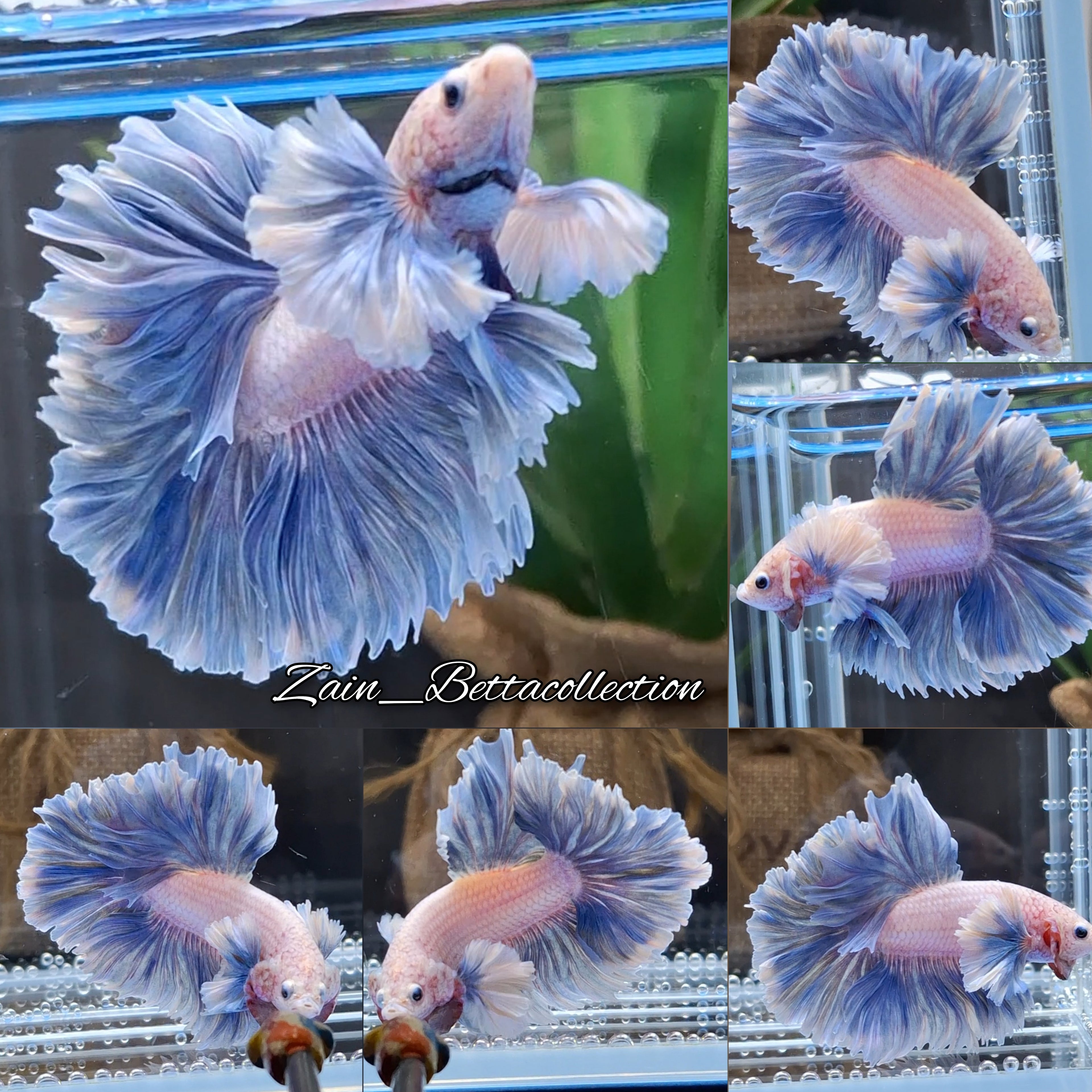 Dumbo Rose Ear Halfmoon King Feathertail Blue Sky Premium Betta Fish Male