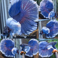 Super Dumbo Ear Halfmoon Blue Butterfly Betta Fish Male