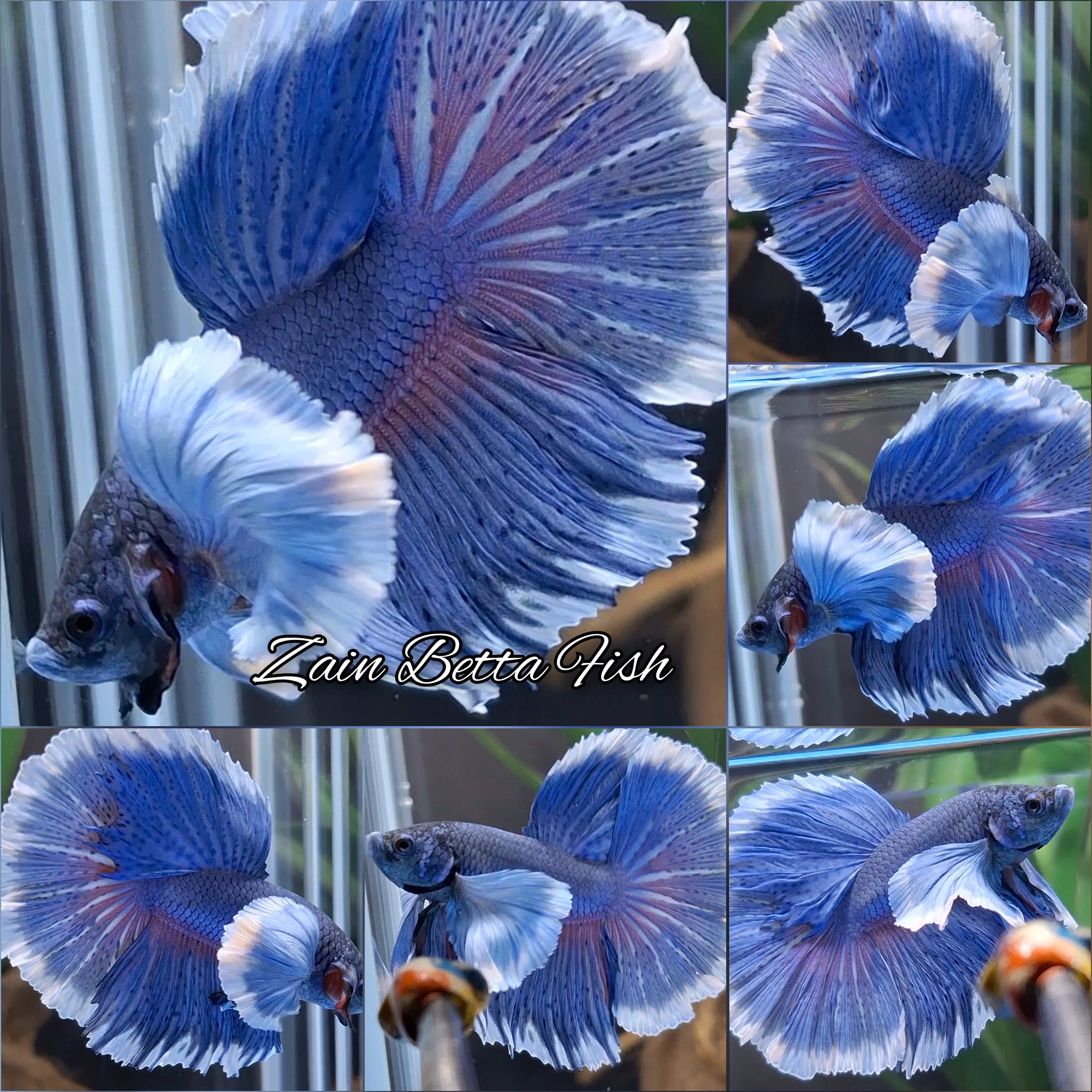 Super Dumbo Ear Halfmoon Blue Butterfly Betta Fish Male