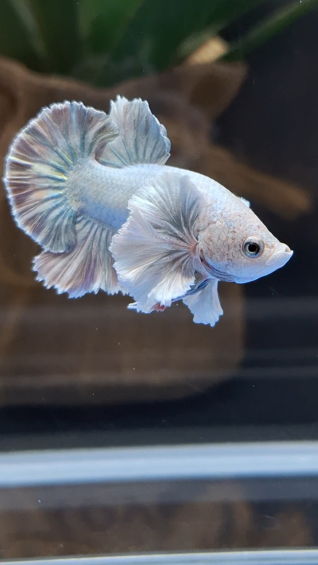 Premium Dumbo Ear Rose Gold Aurora Rare Plakat HMPK Betta Fish Male