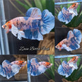 Dumbo Ear Candy Multicolor Plakat HMPK Betta Fish Male