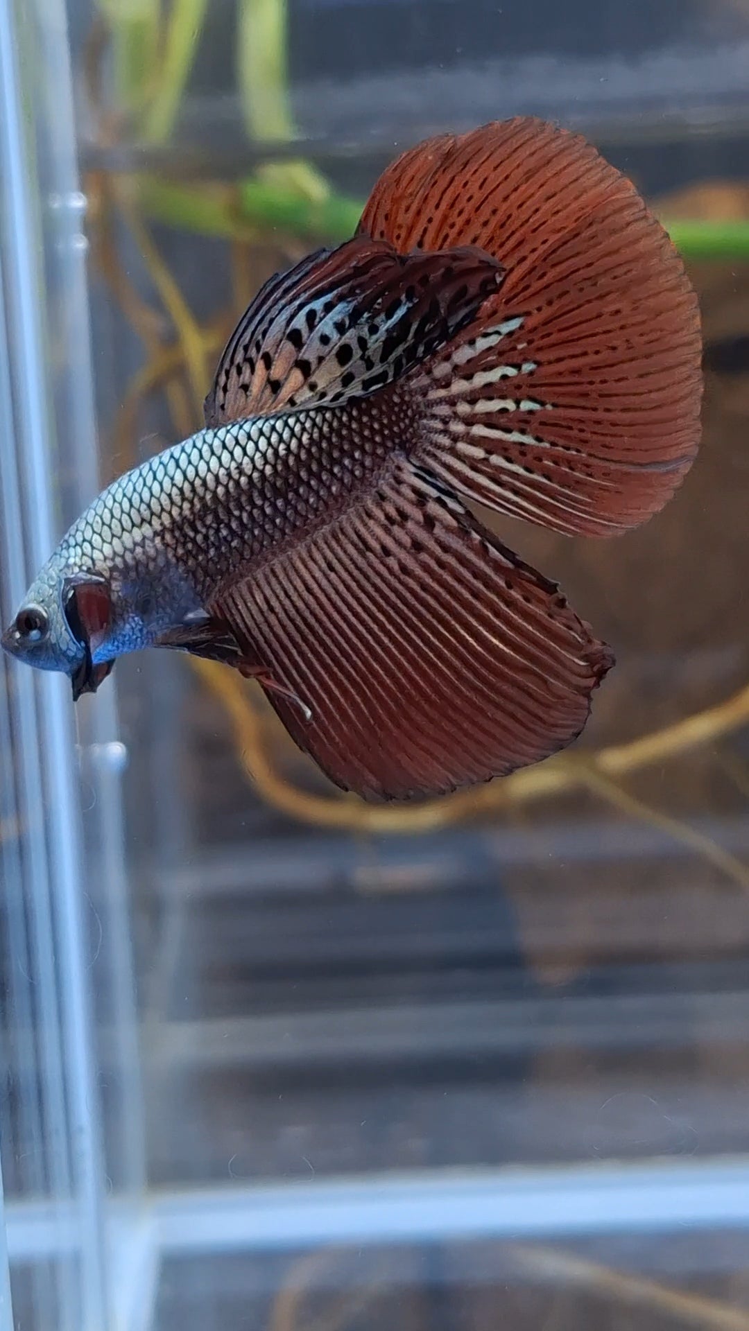 Halfmoon Rare Alien Copper Wild Betta Fish Male