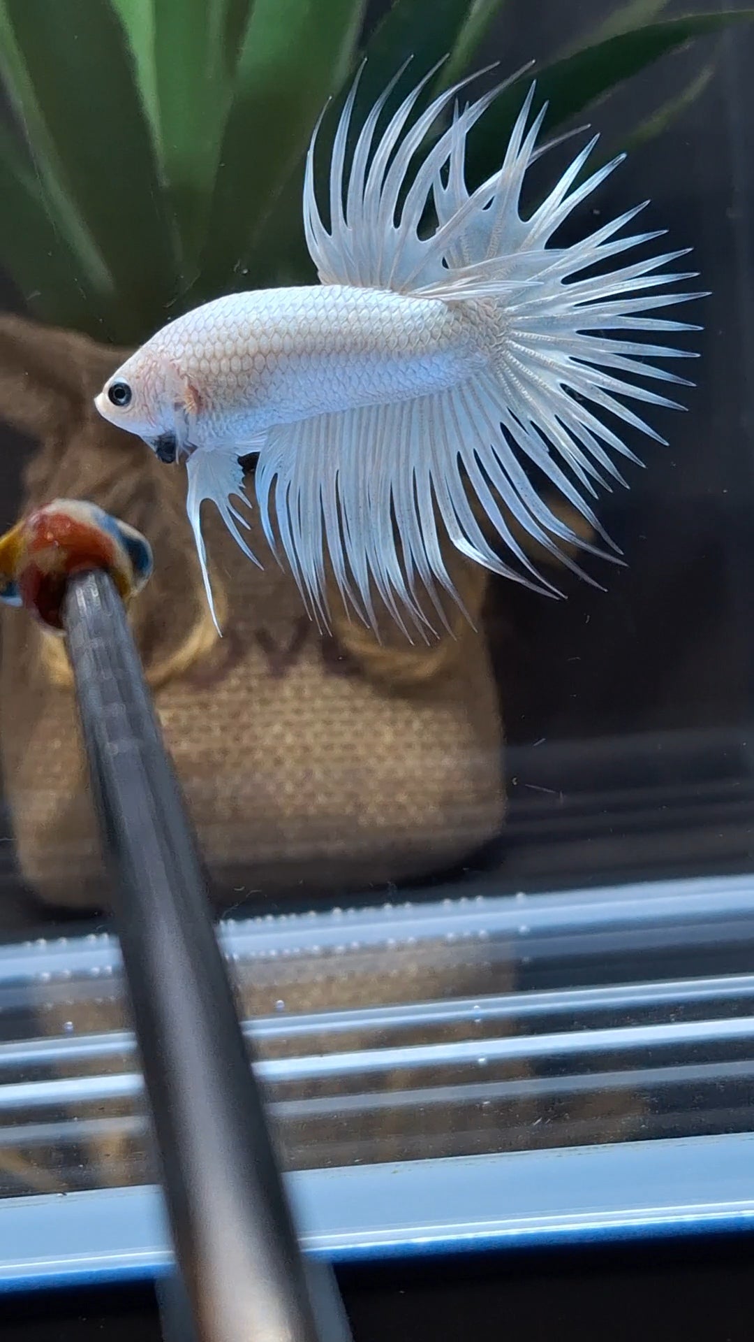Premium Crowntail White Platinum Betta Fish Male