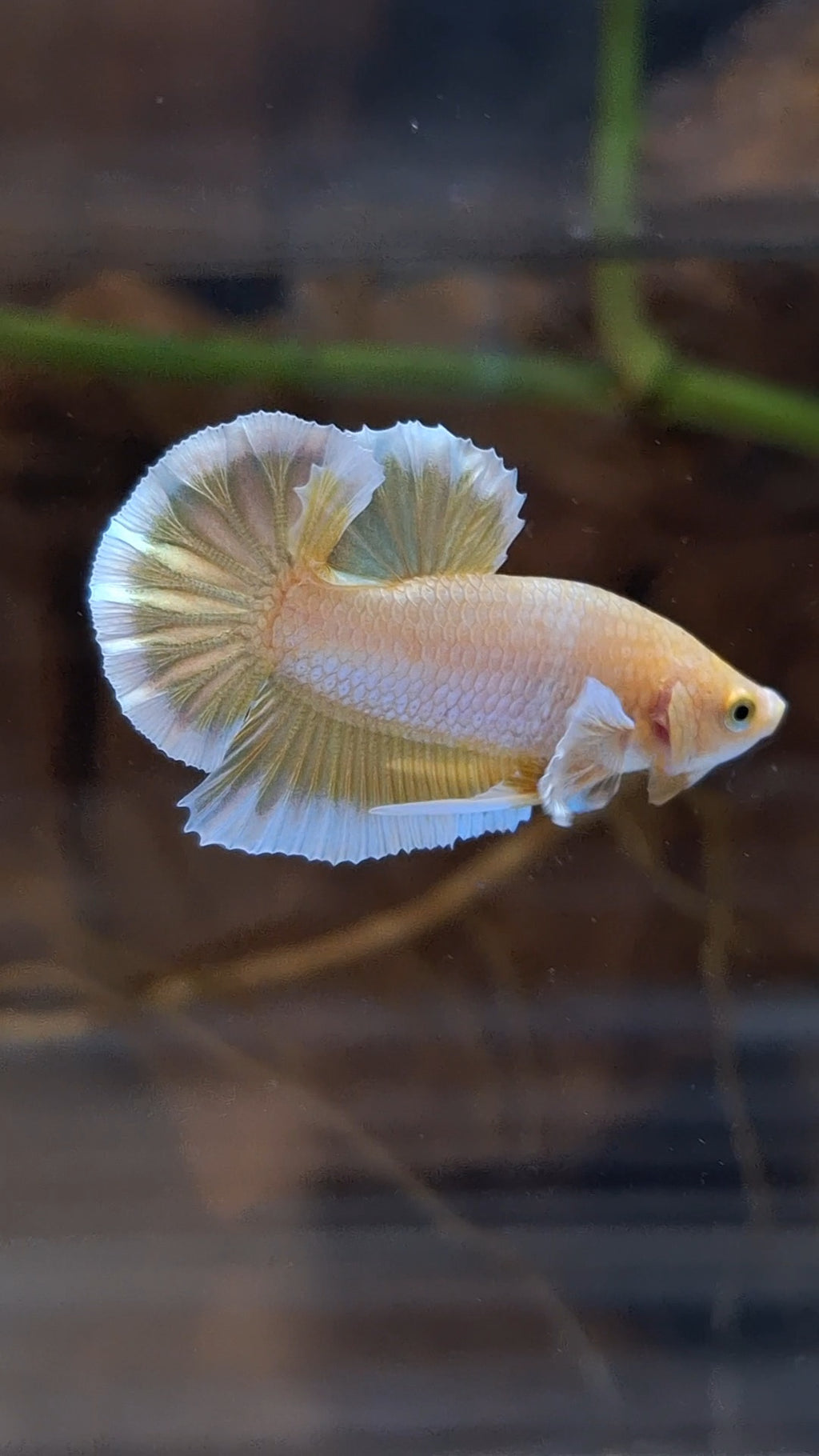 Gold Big Ear Butterfly Plakat Betta Fish Male