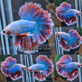 King Rosetail Pastel Aurora Betta Fish Male