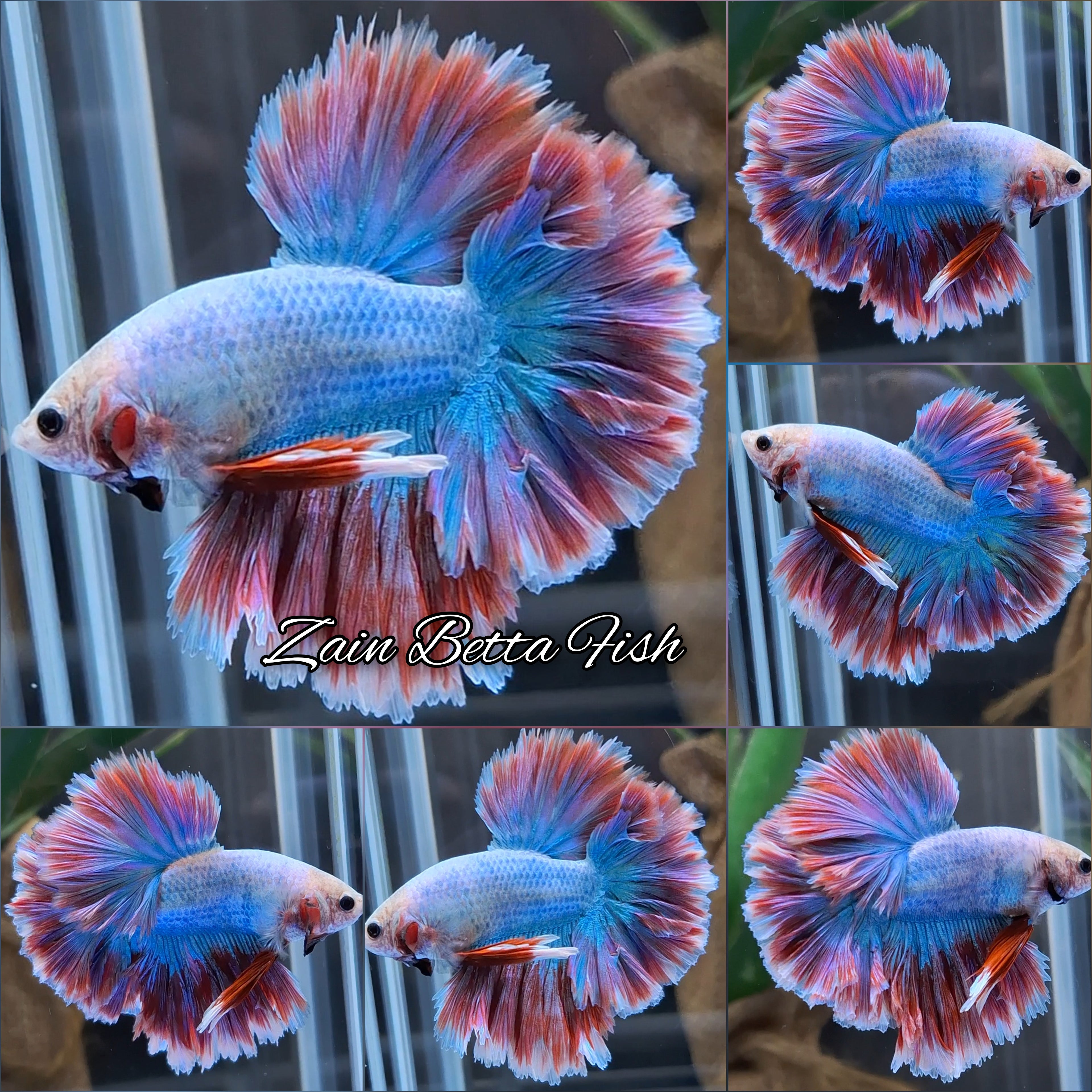 King Rosetail Pastel Aurora Betta Fish Male