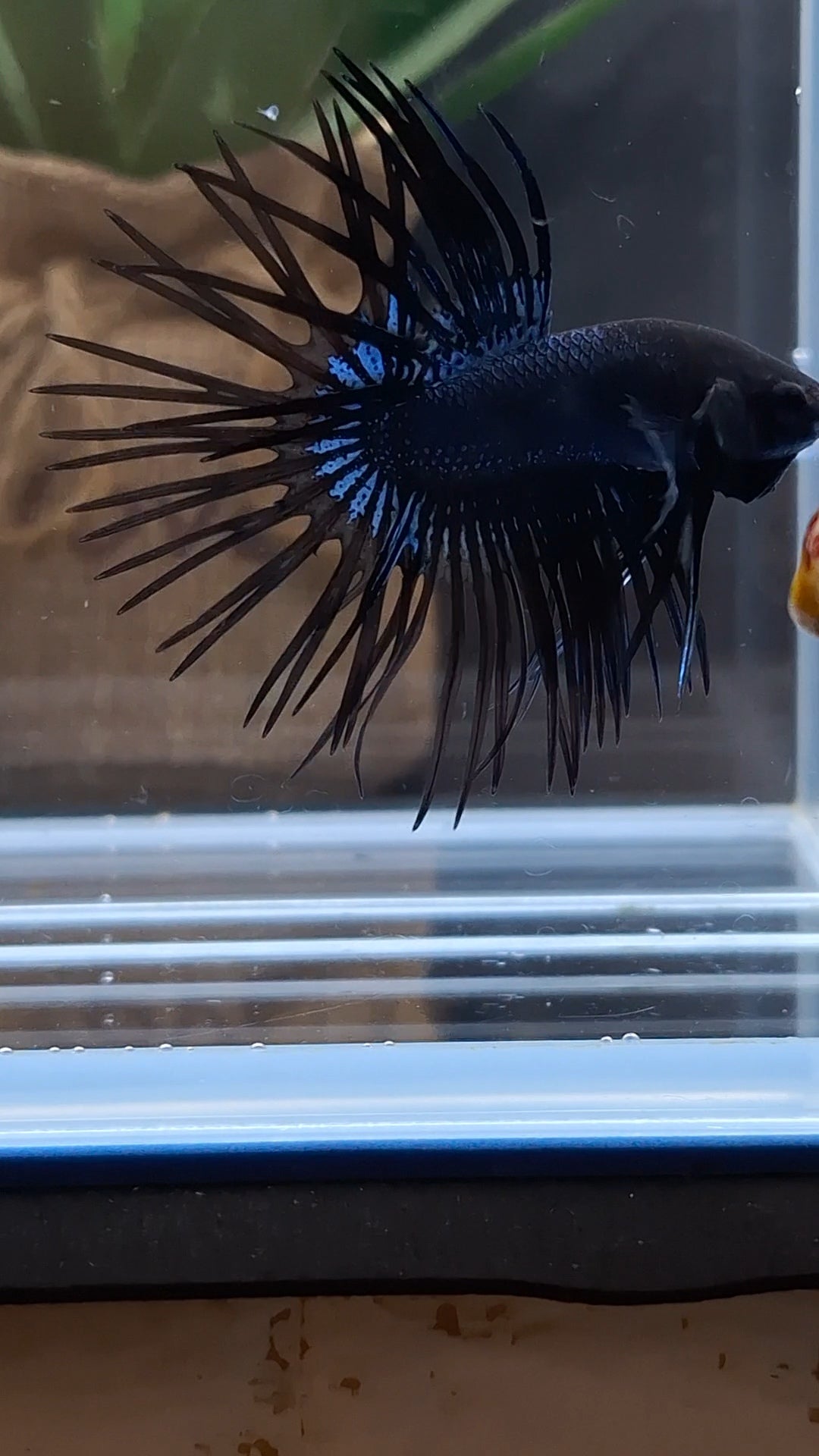 Crowntail Black Orchid Betta Fish Male