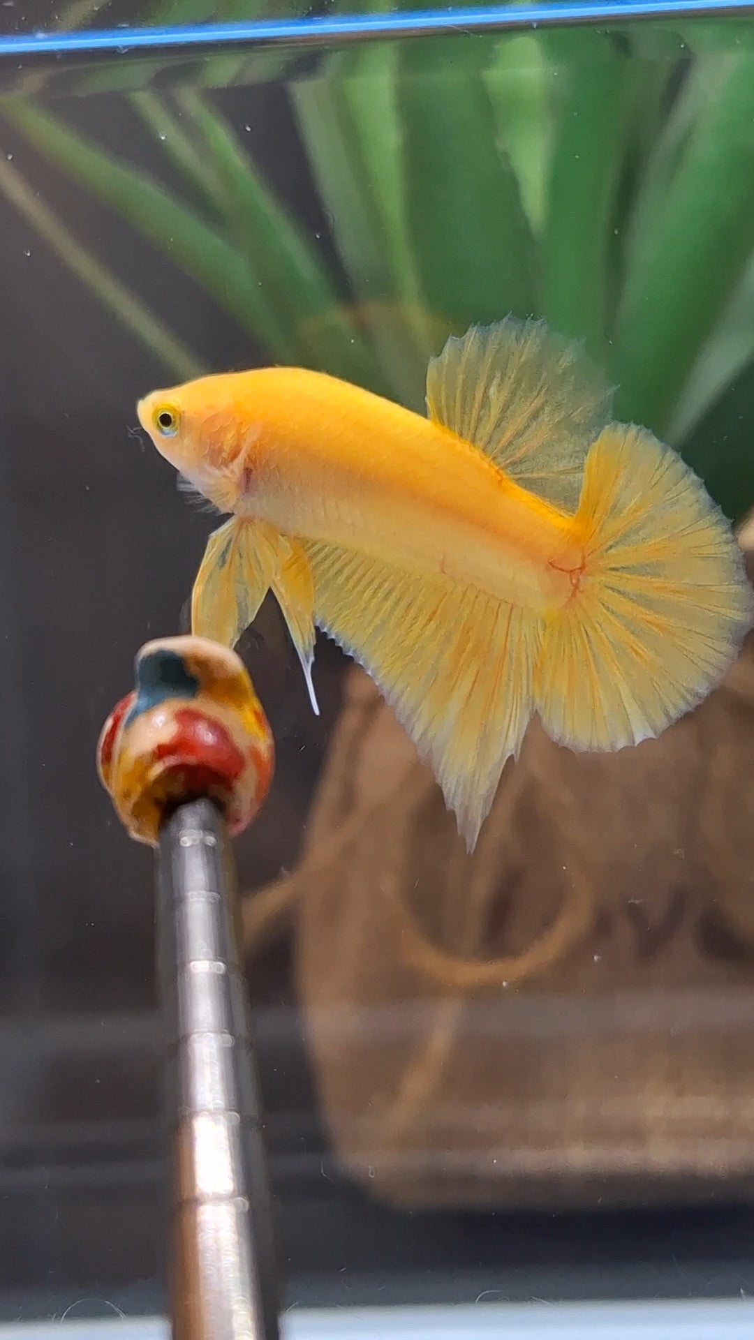 Junior Yellow Solid Color Plakat HMPK Betta Fish Male