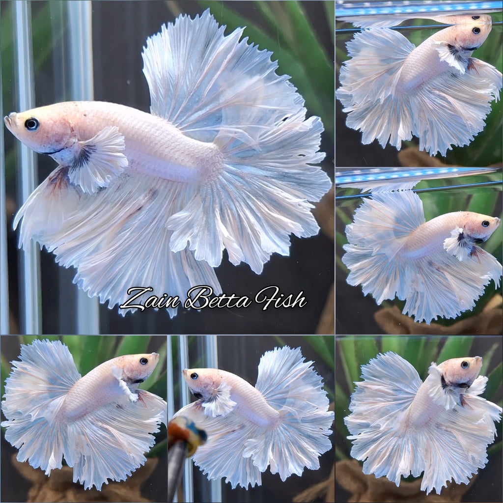 King Feathertail Dumbo Ear White Unicorn Premium Rare Betta Fish Male