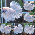King Feathertail Dumbo Ear White Unicorn Premium Rare Betta Fish Male