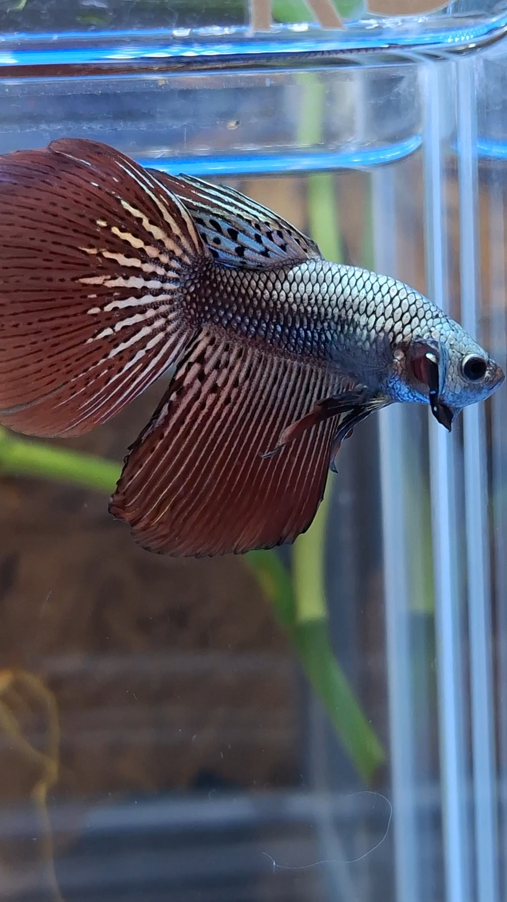 Halfmoon Rare Alien Copper Wild Betta Fish Male
