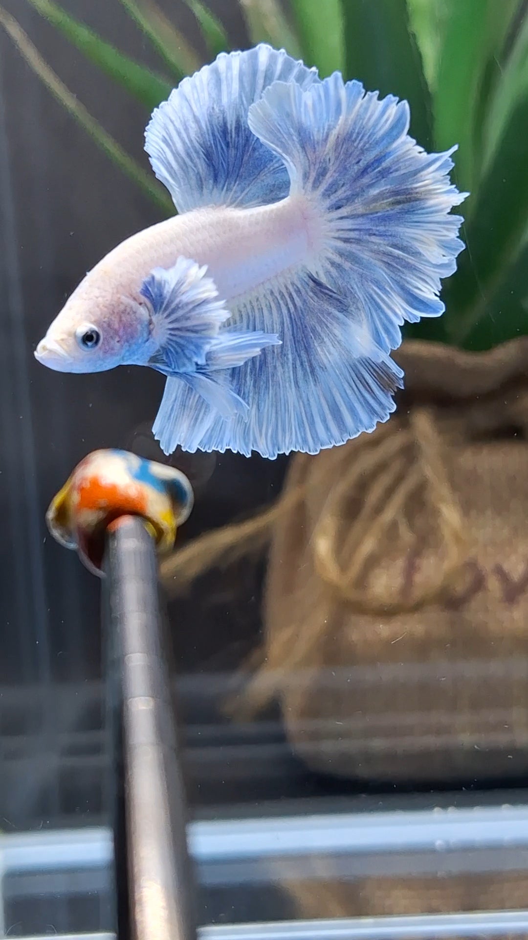 King Feathertail Dumbo Ear Blue Sky Betta Fish