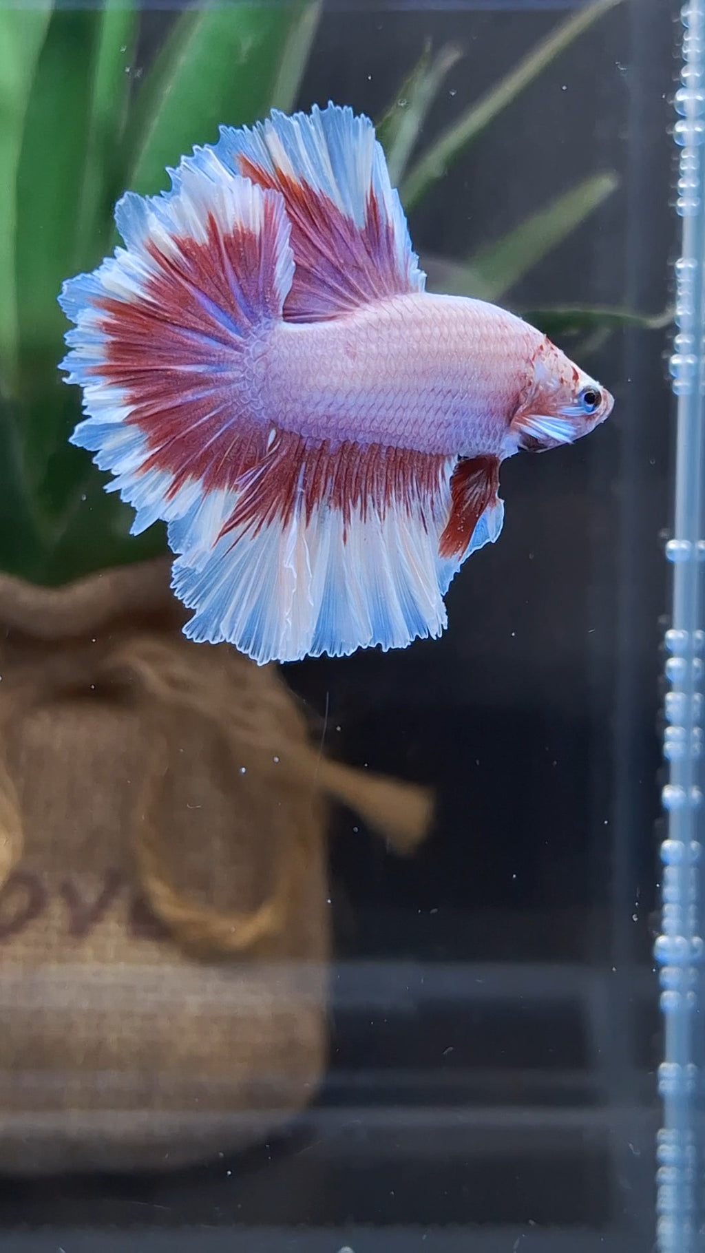 Junior King Feathertail Purple Pink Butterfly Betta Fish Male