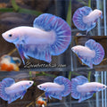 Hologram Aurora Pink Purple Plakat HMPK Rare Betta Fish Male