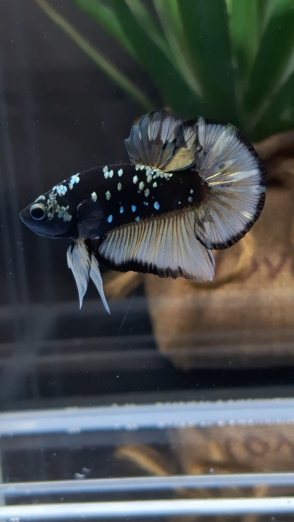 Avatar Yellow Copper Gold Plakat HMPK Betta Fish Male