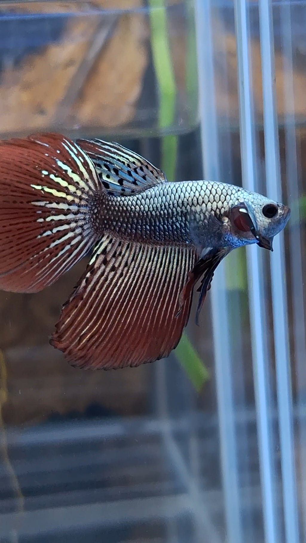 Halfmoon Rare Alien Copper Wild Betta Fish Male