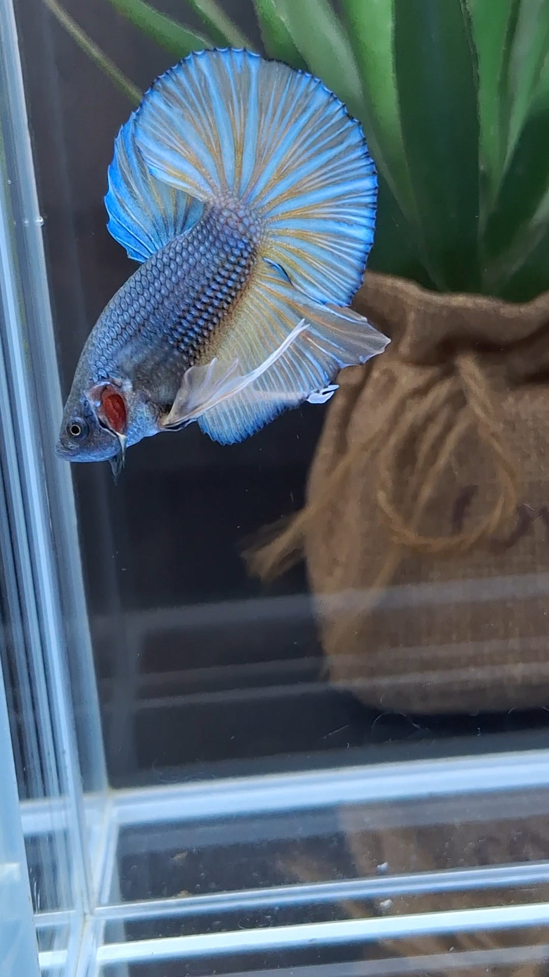 Mustard Gas Big Tail HMPK Betta Fish Male