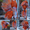 Halfmoon Rosetail Curly Red Imbellis Rare Hybrid Wild Betta Fish Male