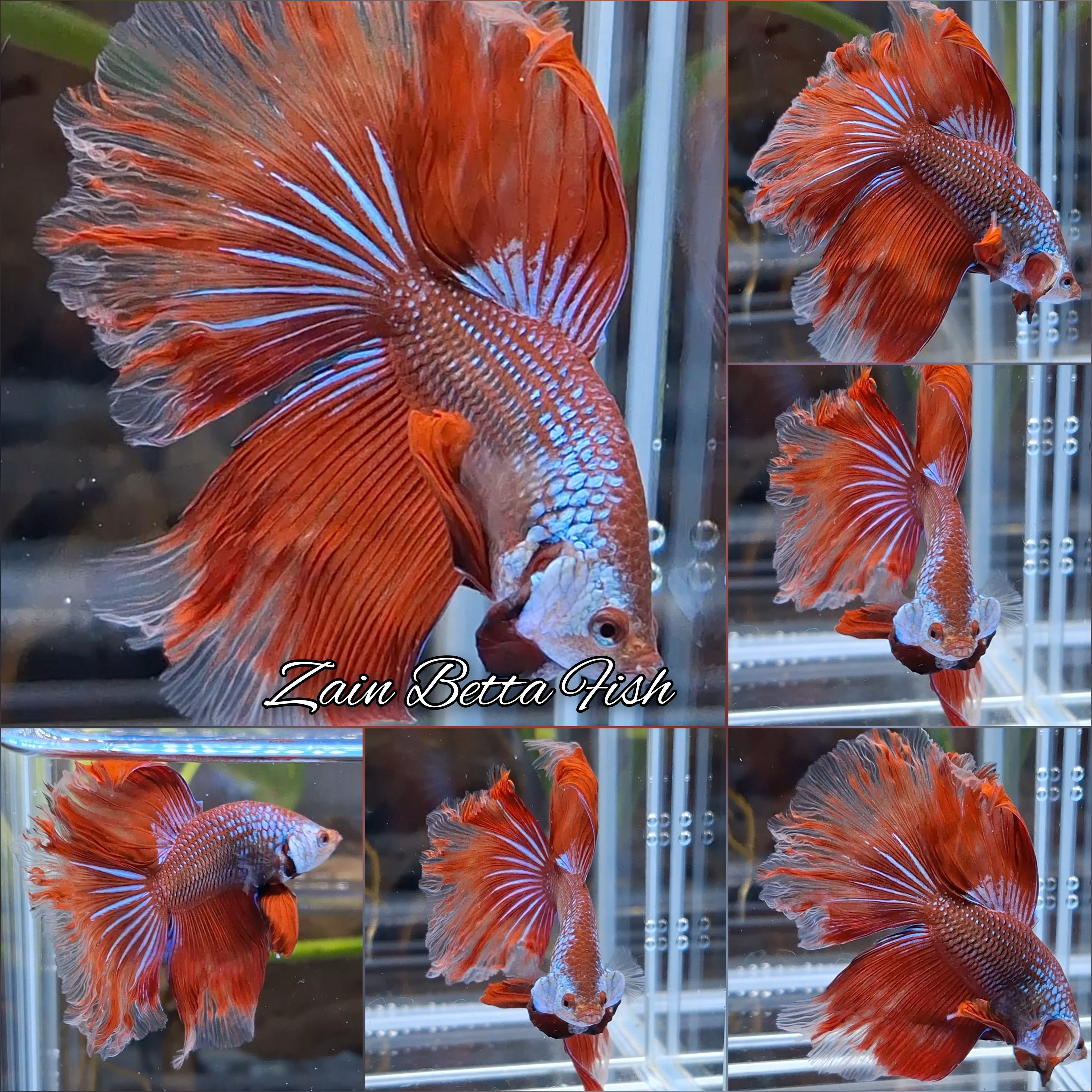 Halfmoon Rosetail Curly Red Imbellis Rare Hybrid Wild Betta Fish Male