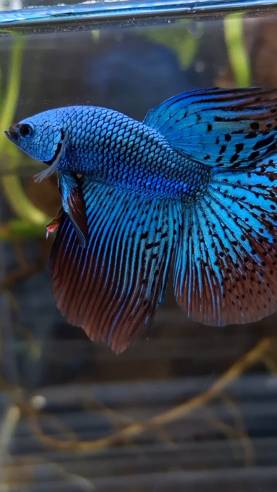 Premium Halfmoon Rare Alien Green Wild Betta Fish Male