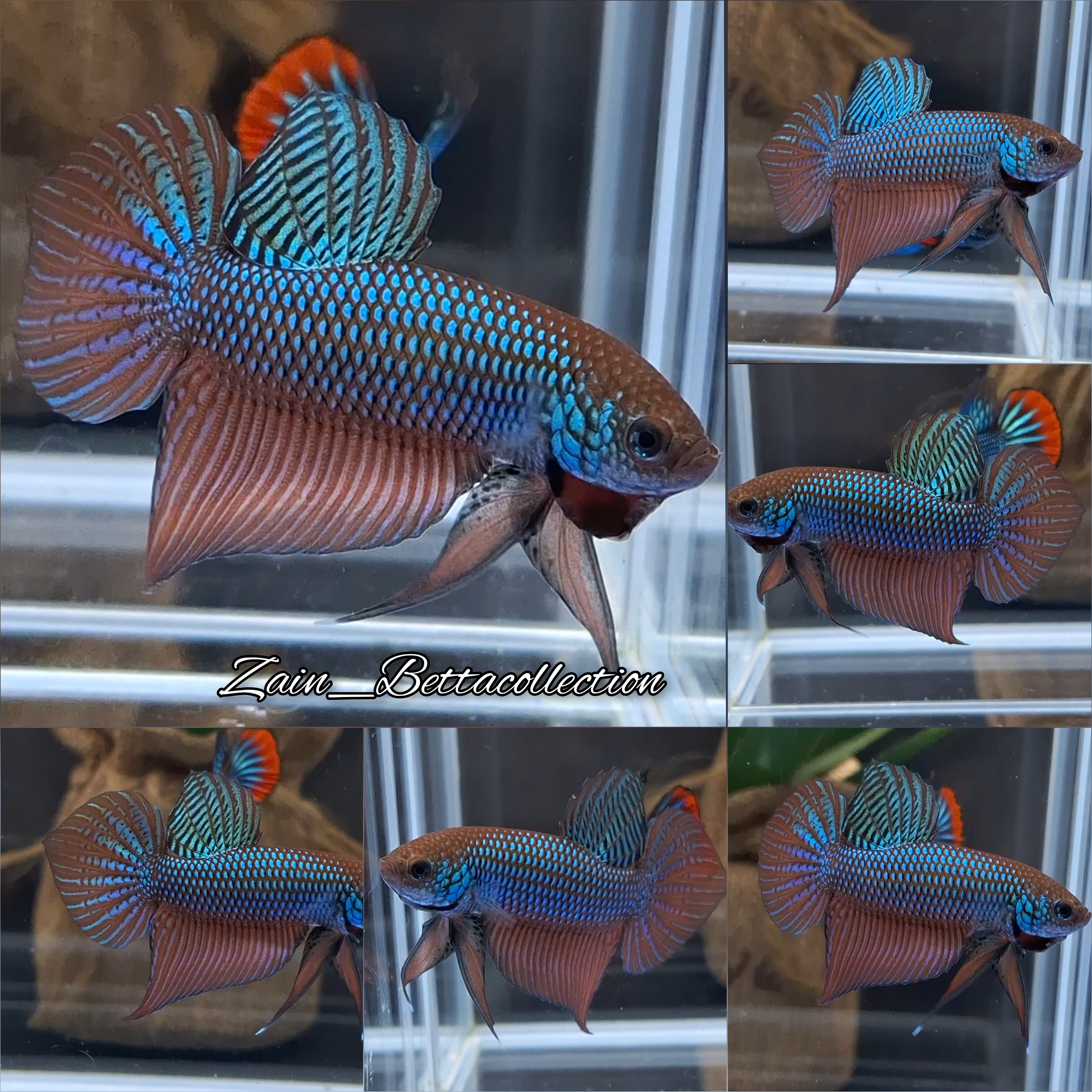 Smaragdina Green Spadetail Wild Betta Fish HMPK Male