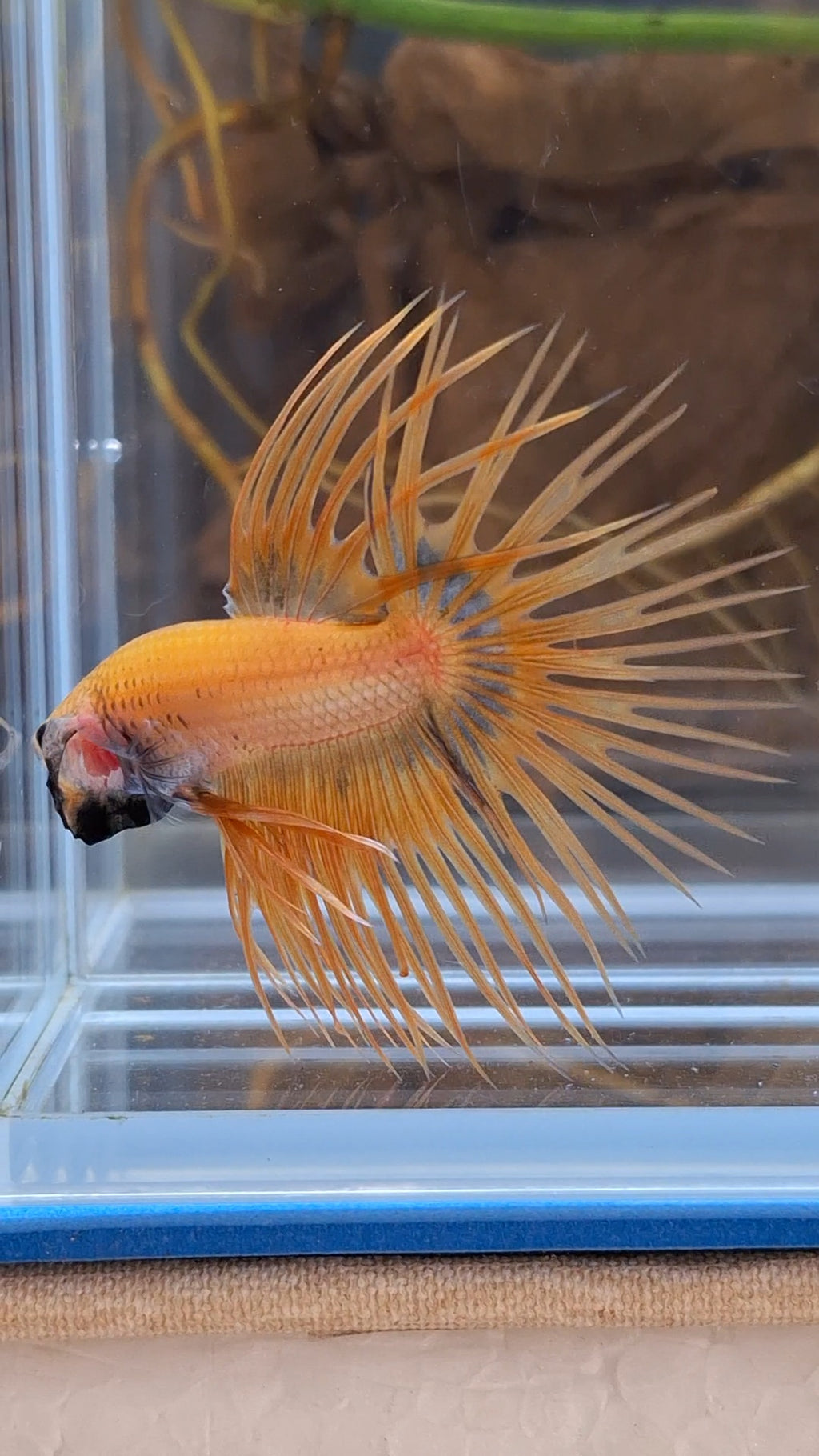 Crowntail Betta Fish Male
