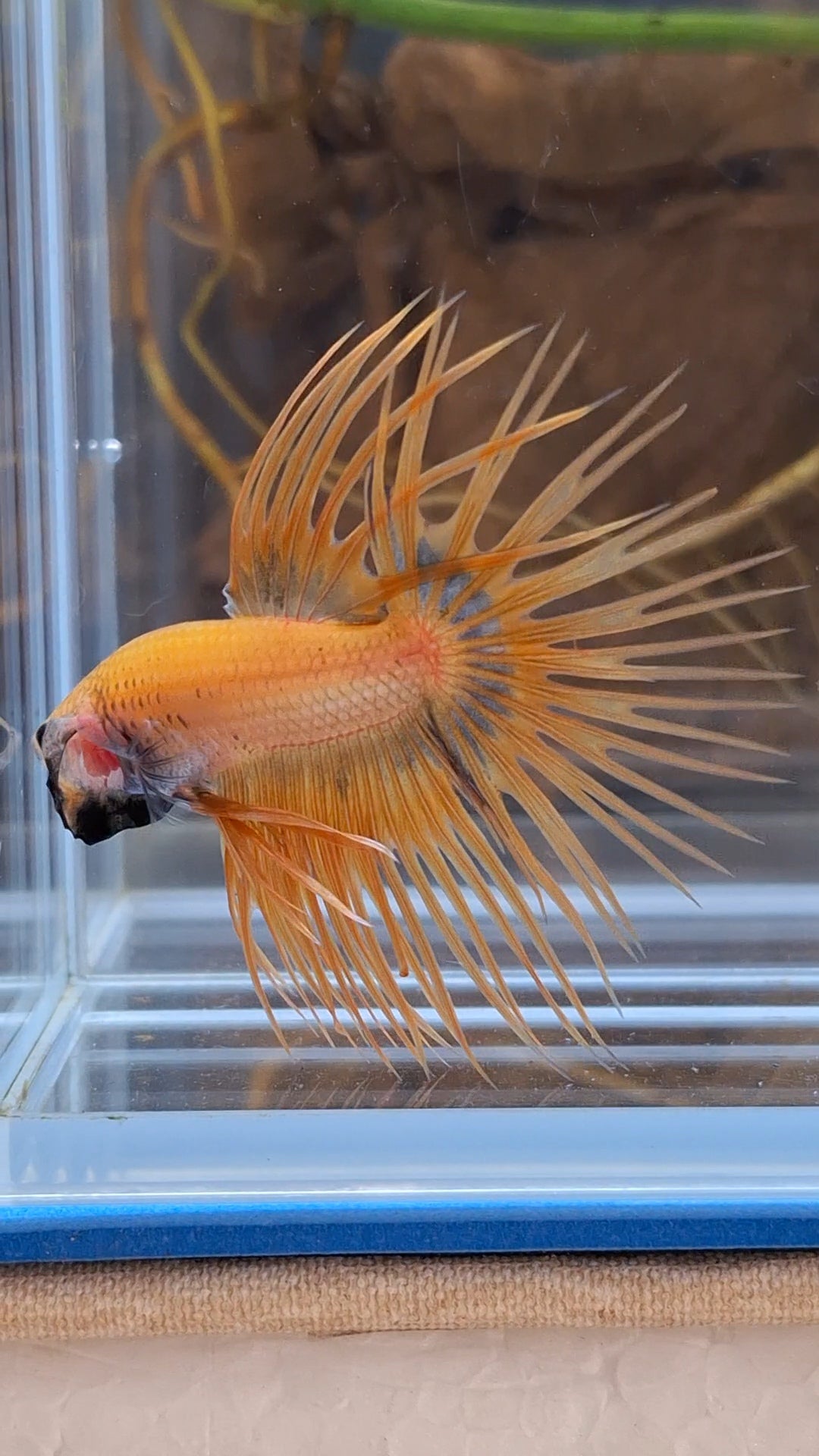 Crowntail Betta Fish Male