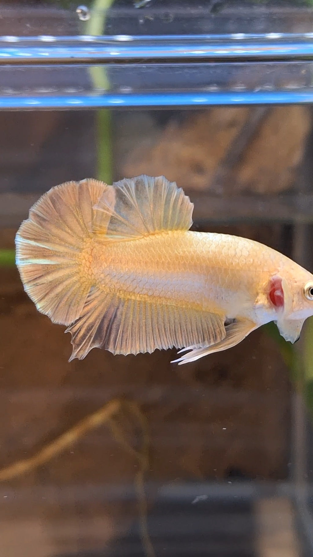 Gold Plakat HMPK Betta Fish Male