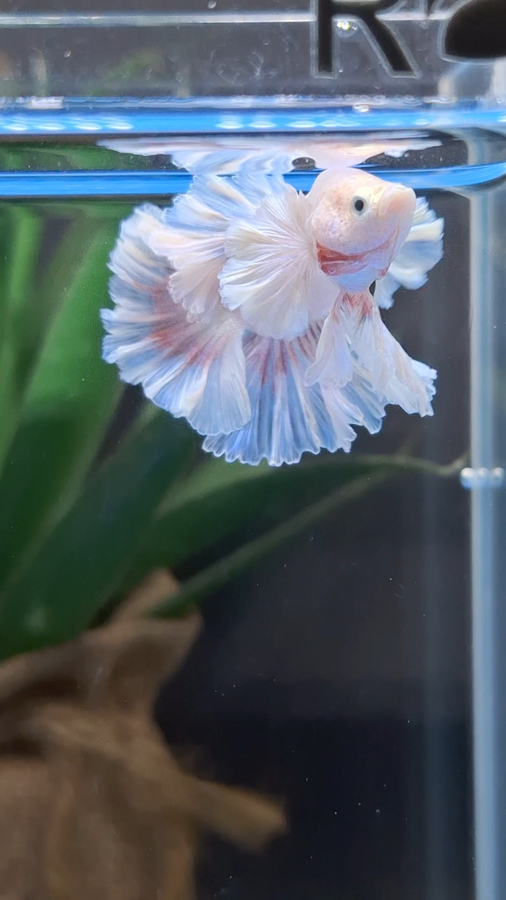 King Feathertail Pink Butterfly Dumbo Ear Junior Rose Ear Betta Fish Male