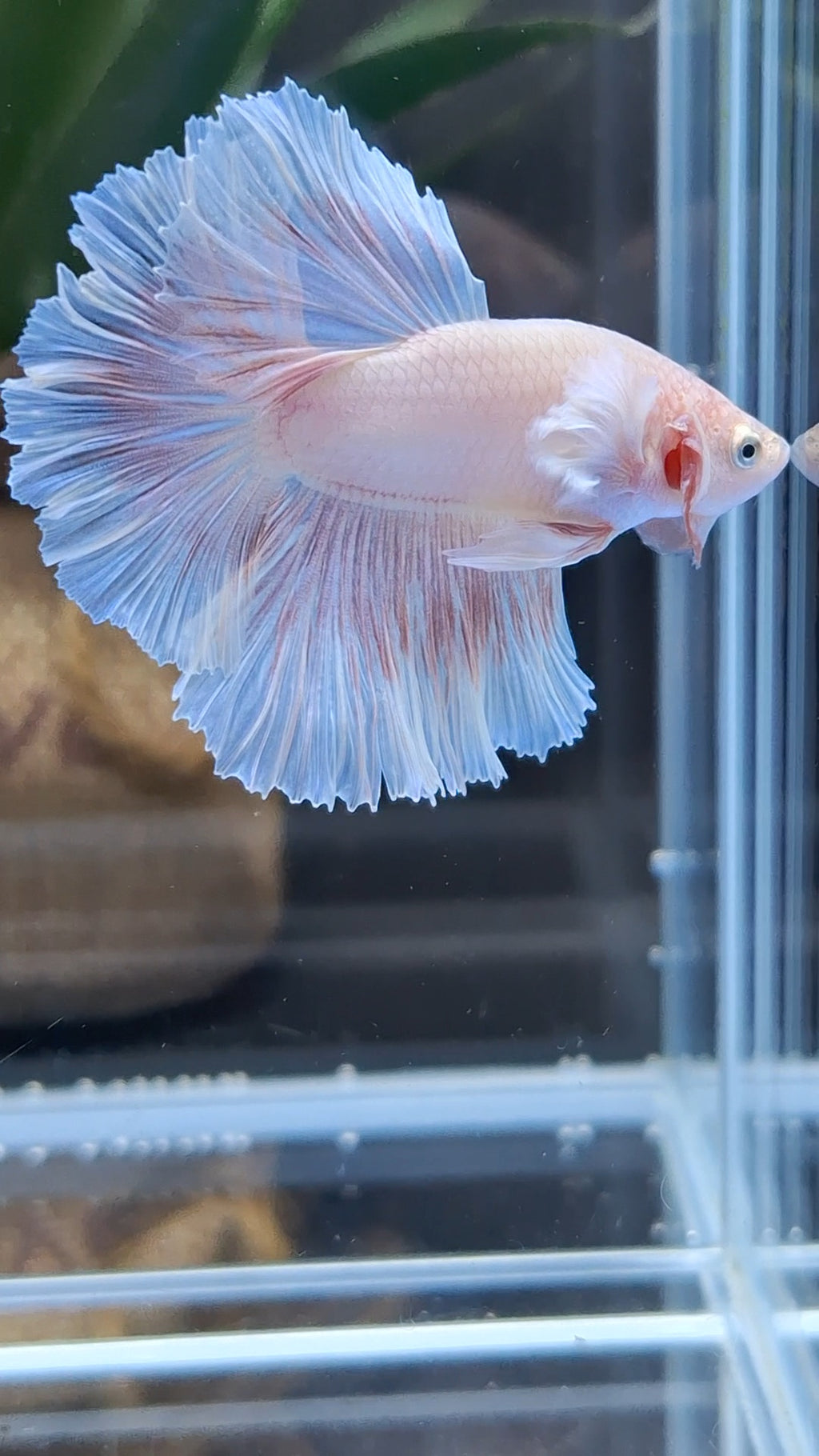 Halfmoon Feathertail Pink Dumbo Ear Sweet Color Betta Fish Male