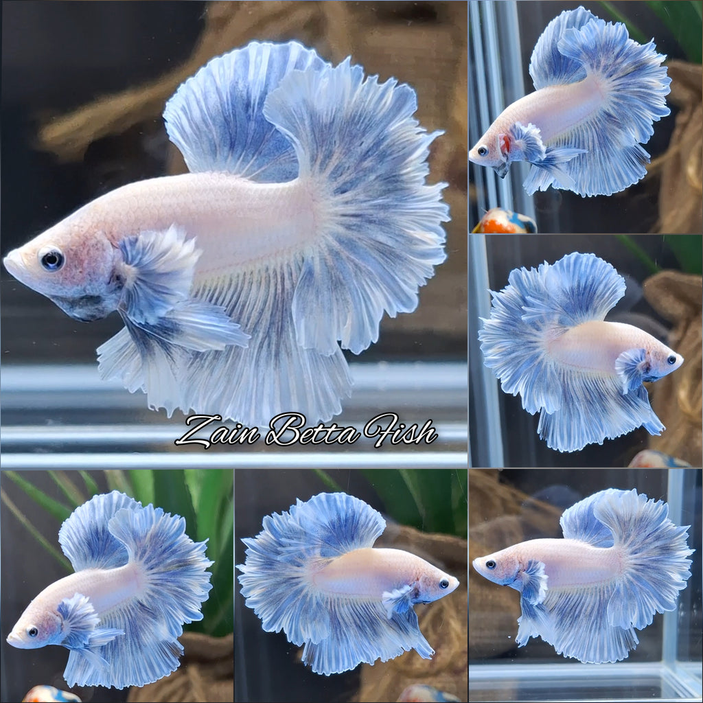 King Feathertail Dumbo Ear Blue Sky Betta Fish