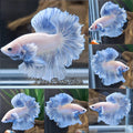 King Feathertail Dumbo Ear Blue Sky Betta Fish